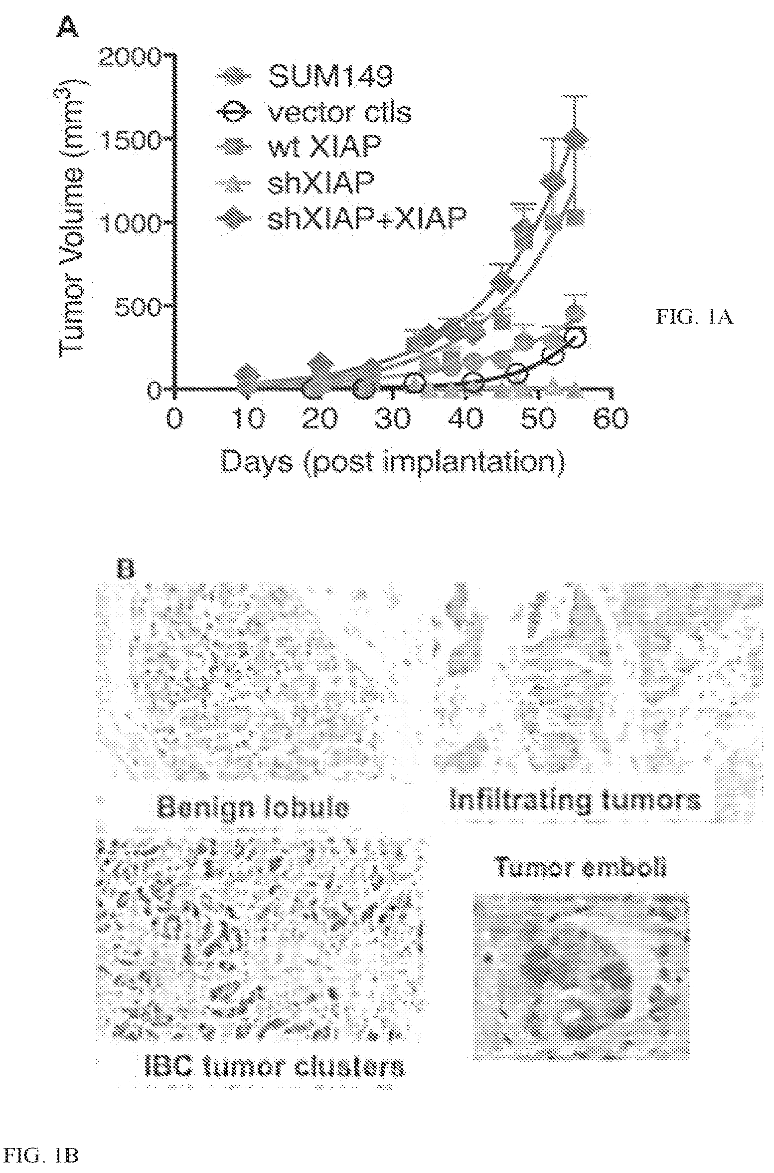 Patent US12134762 — Lymphovascular invasion bioreactor and methods of making and using same — Figure 1