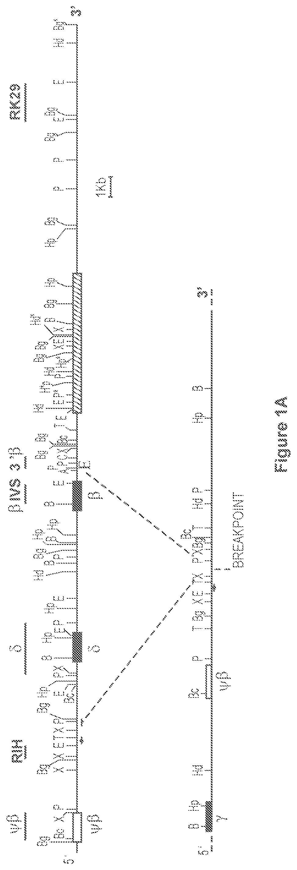 Patent US12134767 — Materials and methods for treatment of hemoglobinopathies — Figure 1