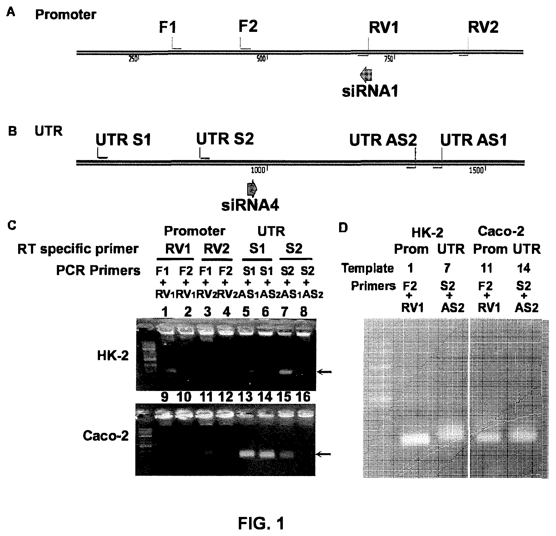 Patent US12134772 — Increasing gene expression — Figure 1