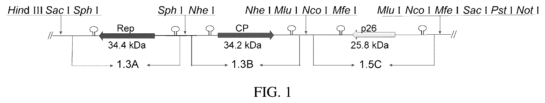 Patent US12134773 Figure 1 – Mycovirus-induced gene silencing vector, construction method and application thereof