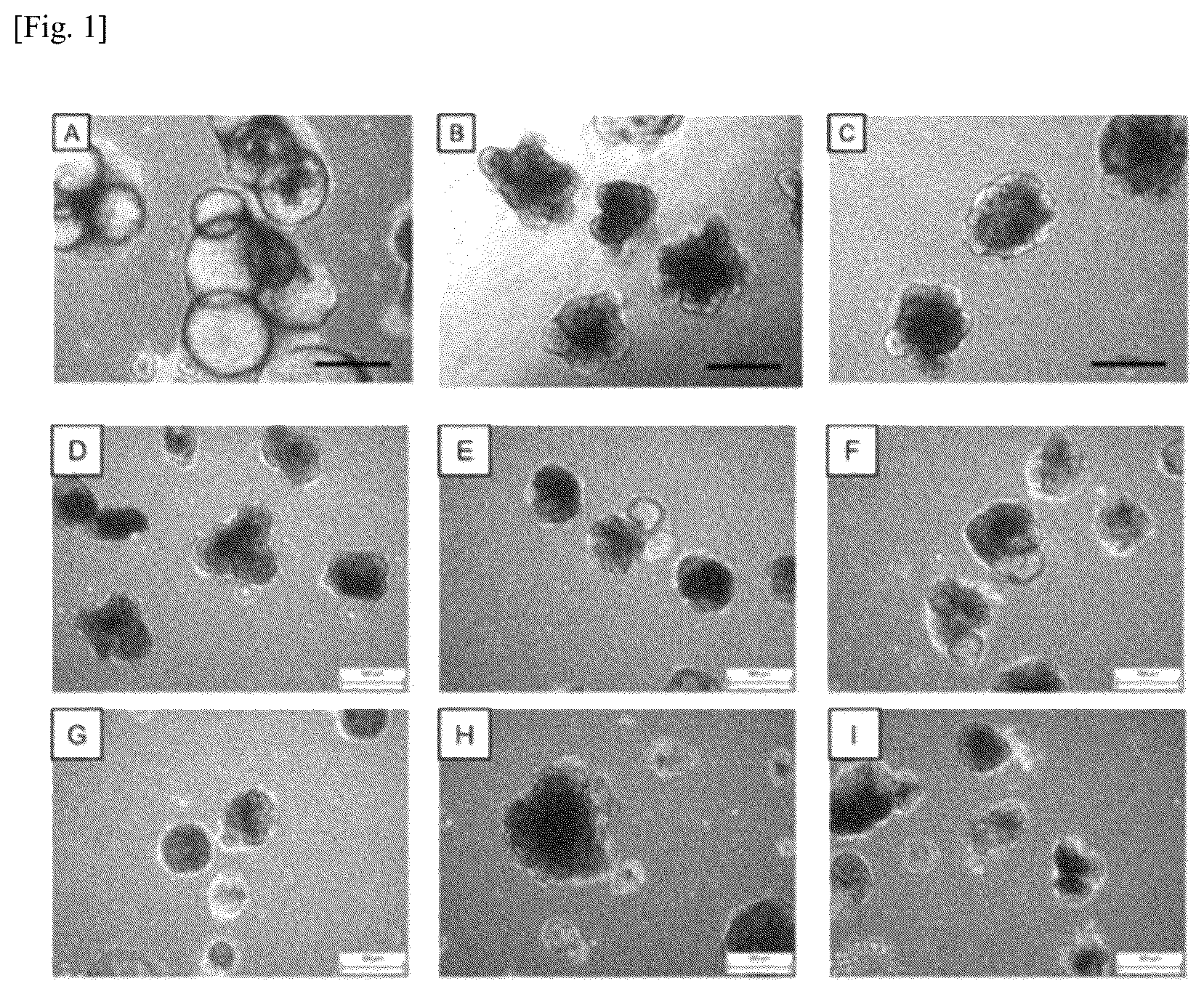 Patent US12134784 — Method for preparing intestinal tract cell layer derived from pluripotent stem cell — Figure 1