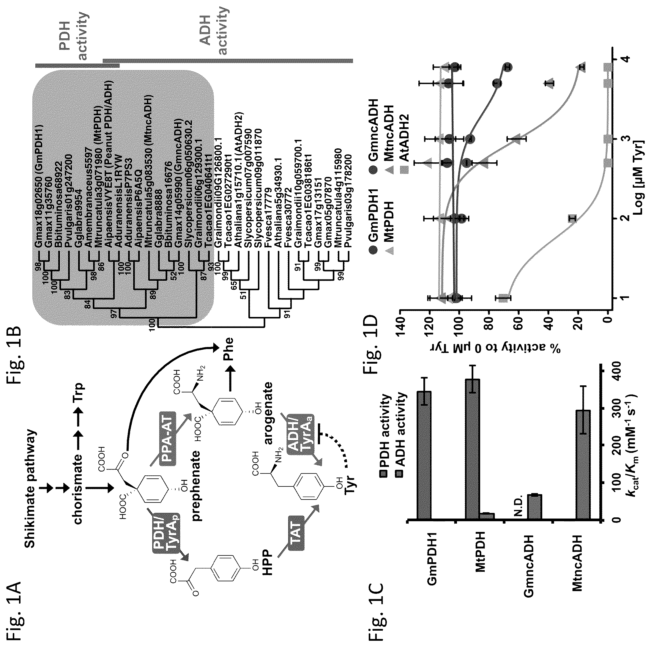 Patent US12134788 — Engineered prephenate dehydrogenases and arogenate dehydrogenases and methods of using the same — Figure 1