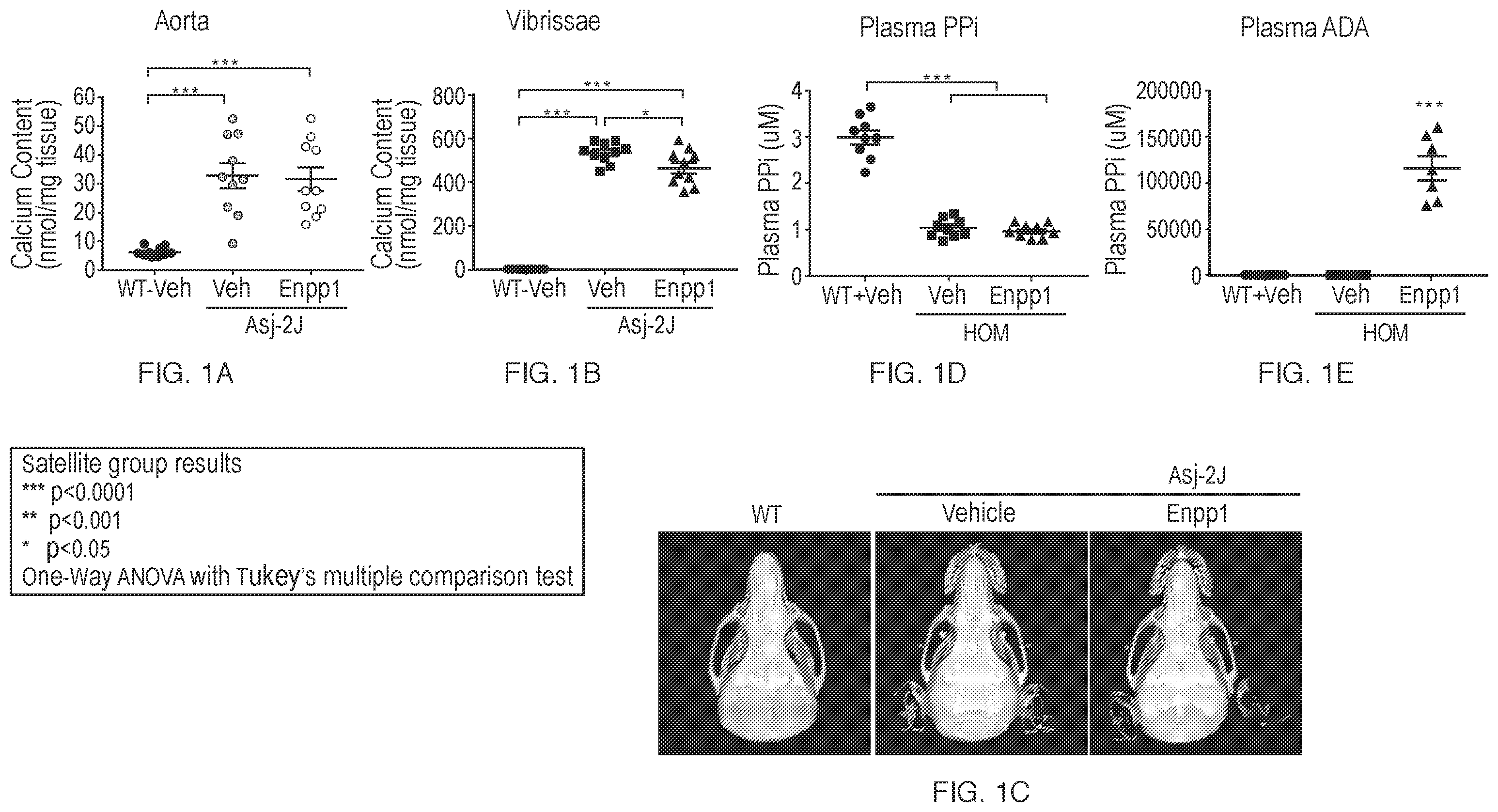 Patent US12134790 — Methods of improving cardiovascular function and treating cardiovascular disease using a recombinant ectonucleotide pyrophosphatase phosphodiesterase (NPP1) — Figure 1
