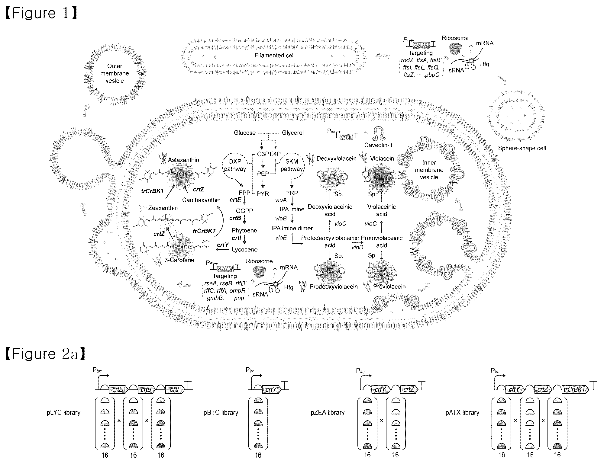 Patent US12134793 — Recombinant microorganism having increased ability to produce hydrophobic material and cell-membrane engineering method for preparation thereof — Figure 1