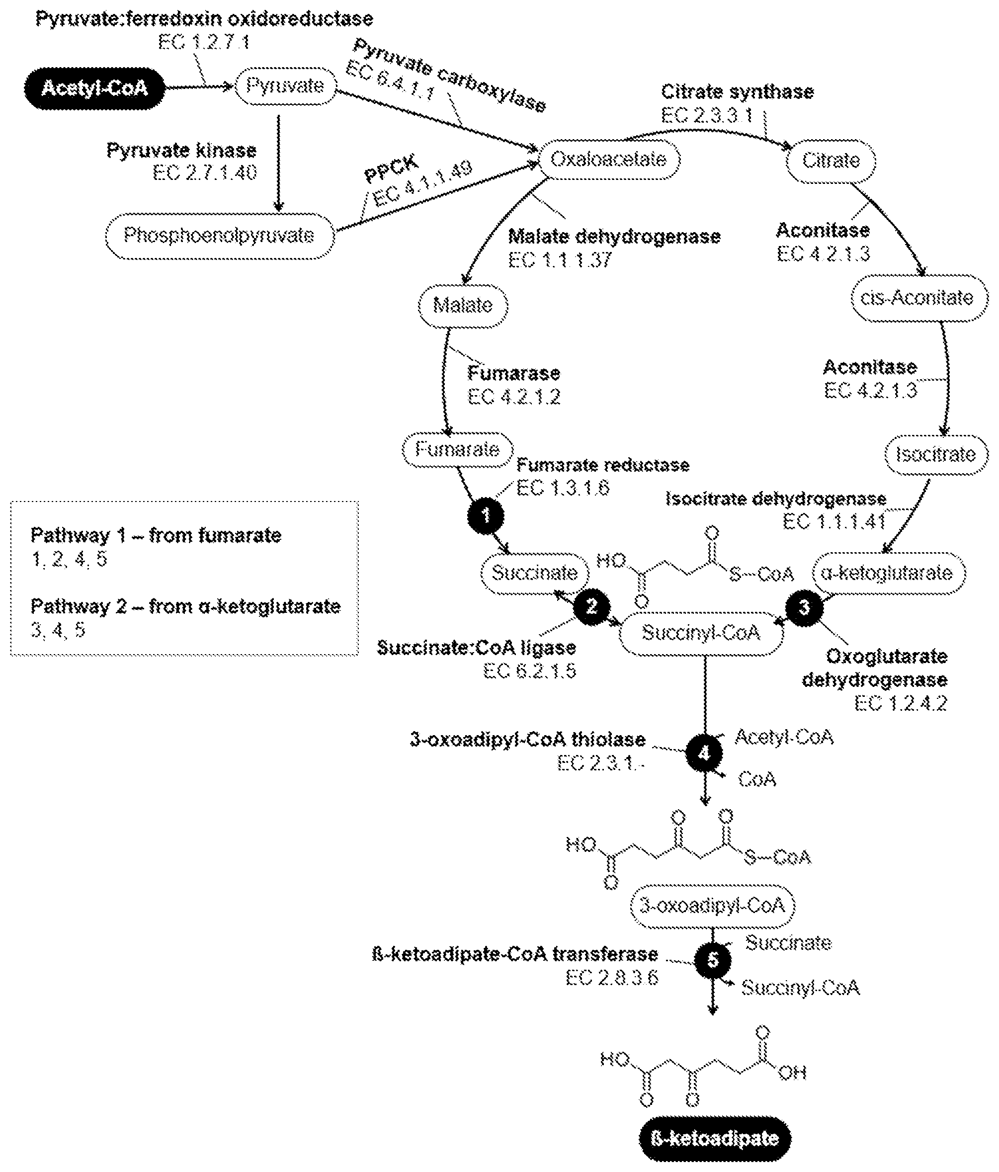 Patent US12134794 — Fermentative production of B-ketoadipate from gaseous substrates — Figure 1