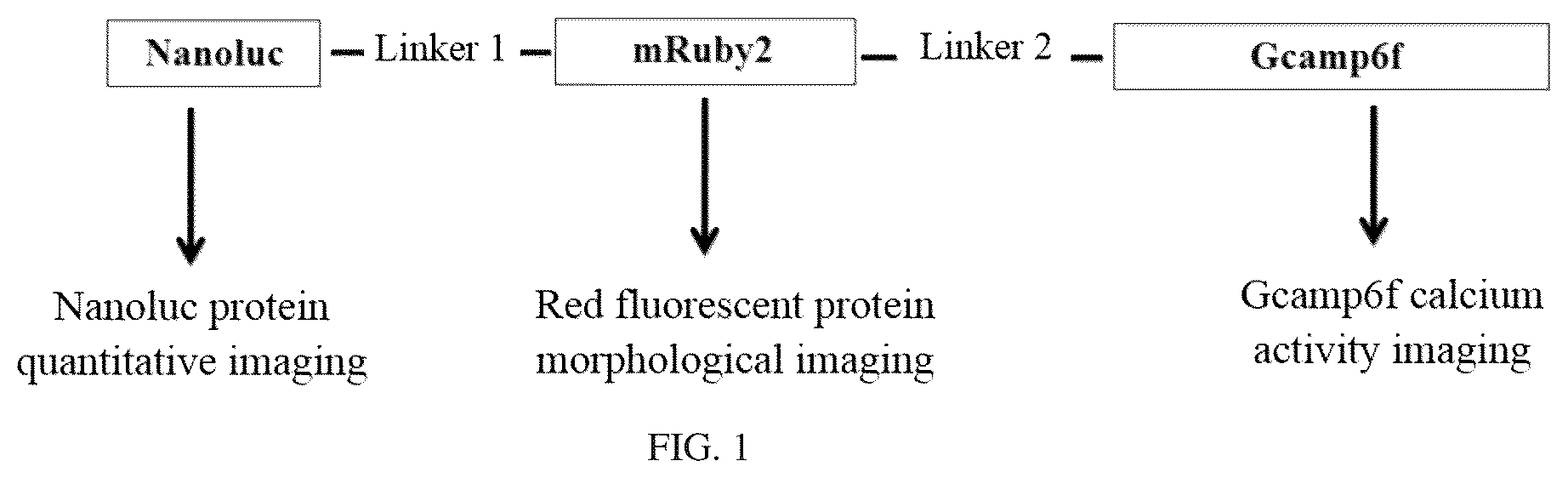 Patent US12134837 — Fusion imaging gene and lentiviral expression plasmid, lentivirus, cell, preparation methods and applications thereof — Figure 1