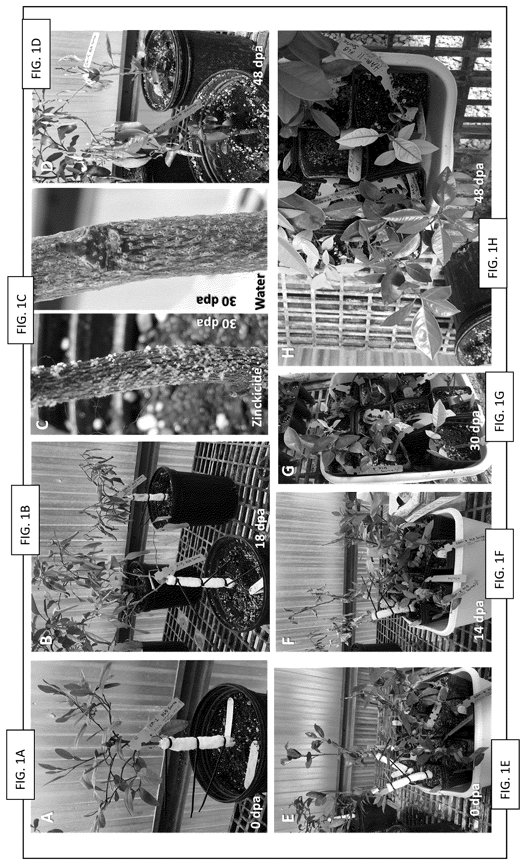Patent US12137647 Figure 1 – Phloem-based delivery of therapeutics