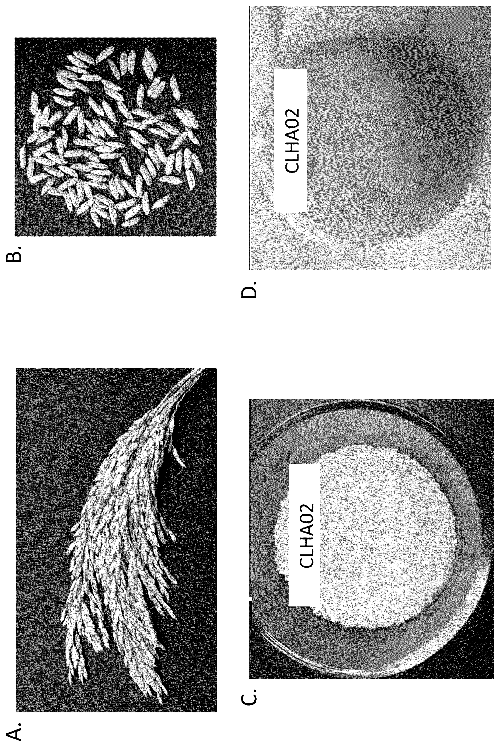 Patent US12137654 — Rice cultivar CLHA02 — Figure 1