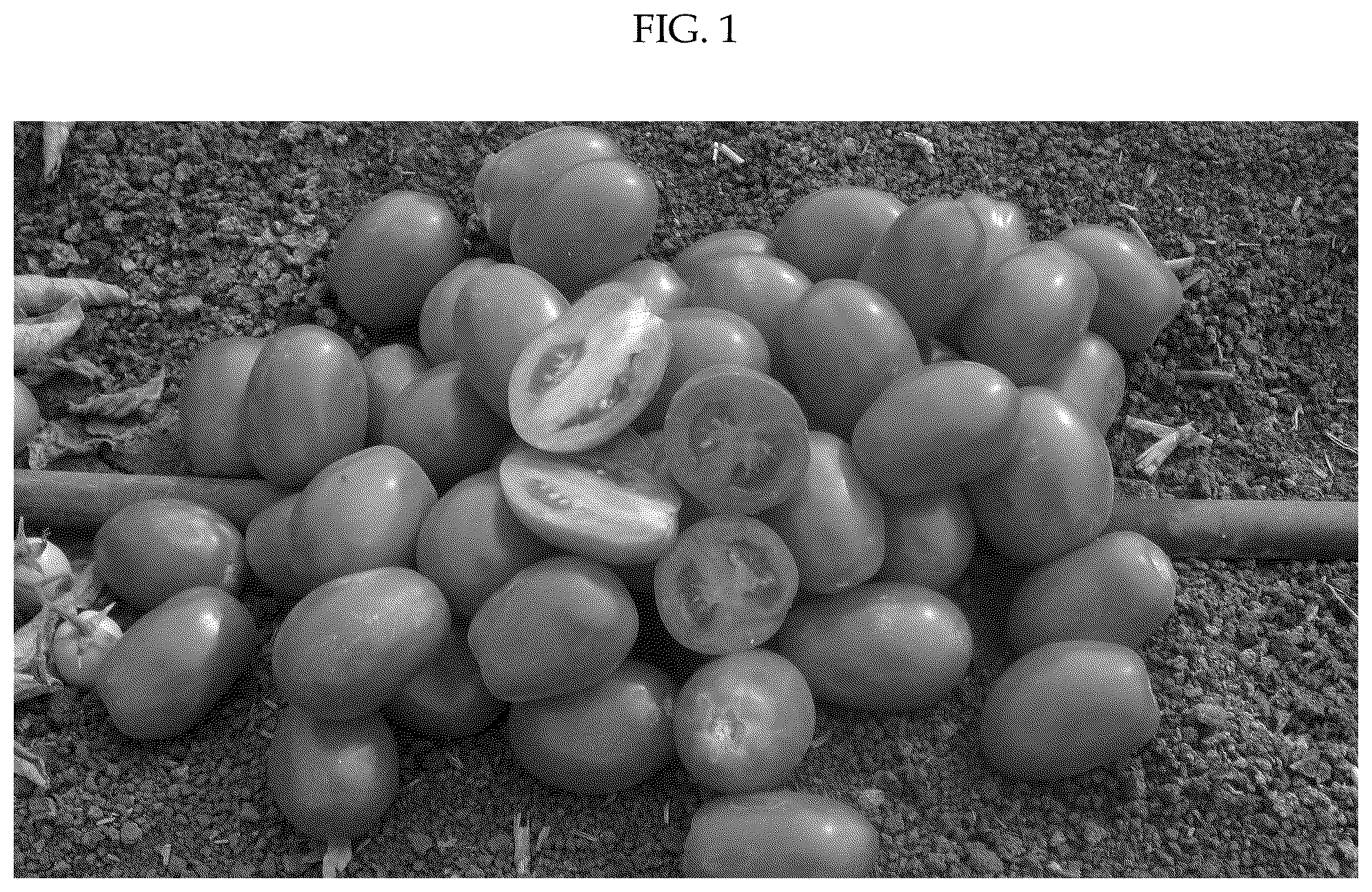 Patent US12137662 — Hybrid tomato variety ‘H2123’ — Figure 1