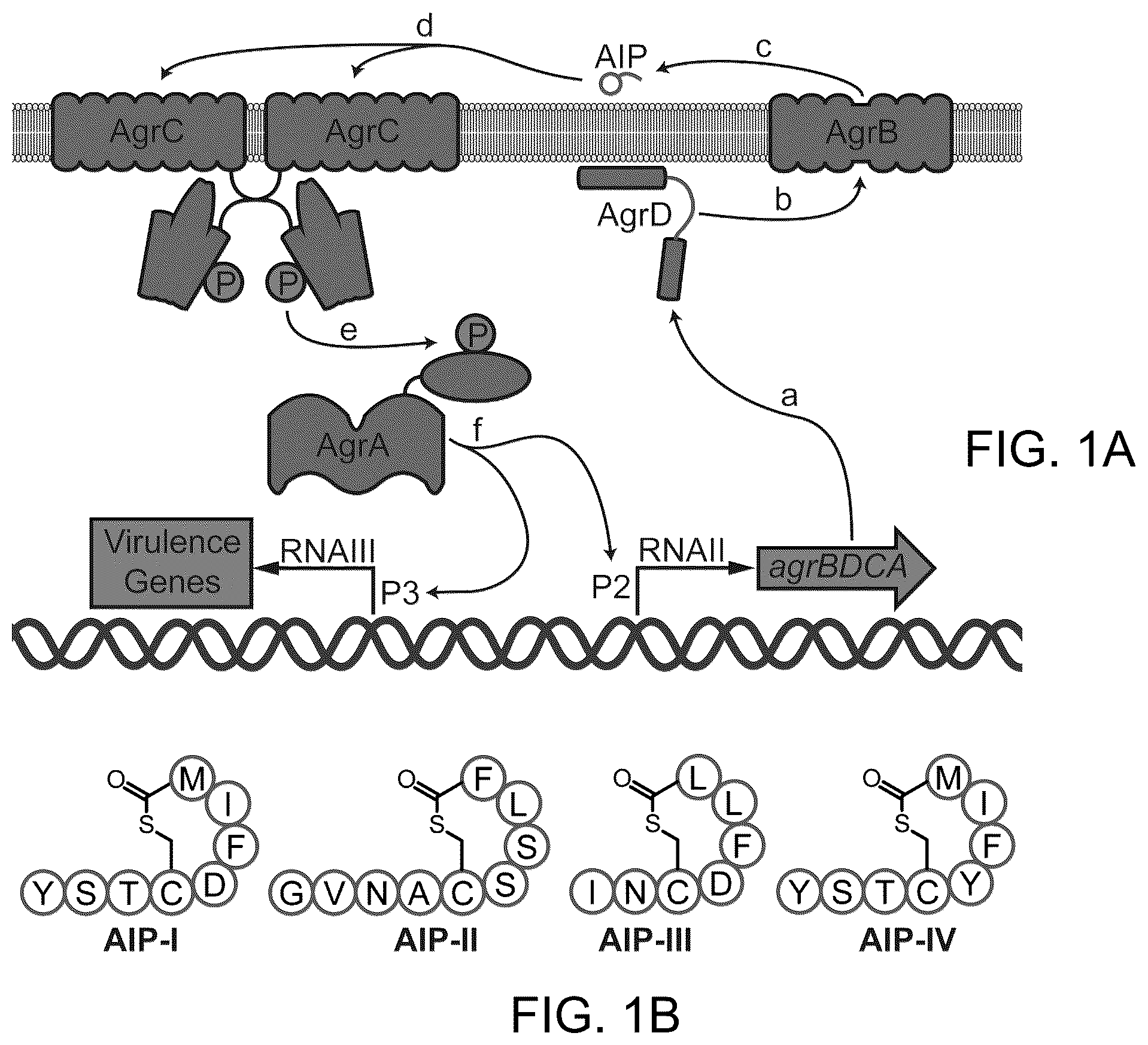 Patent US12139464 — Simplified structural mimetics of AIPS as quorum sensing inhibitors — Figure 1