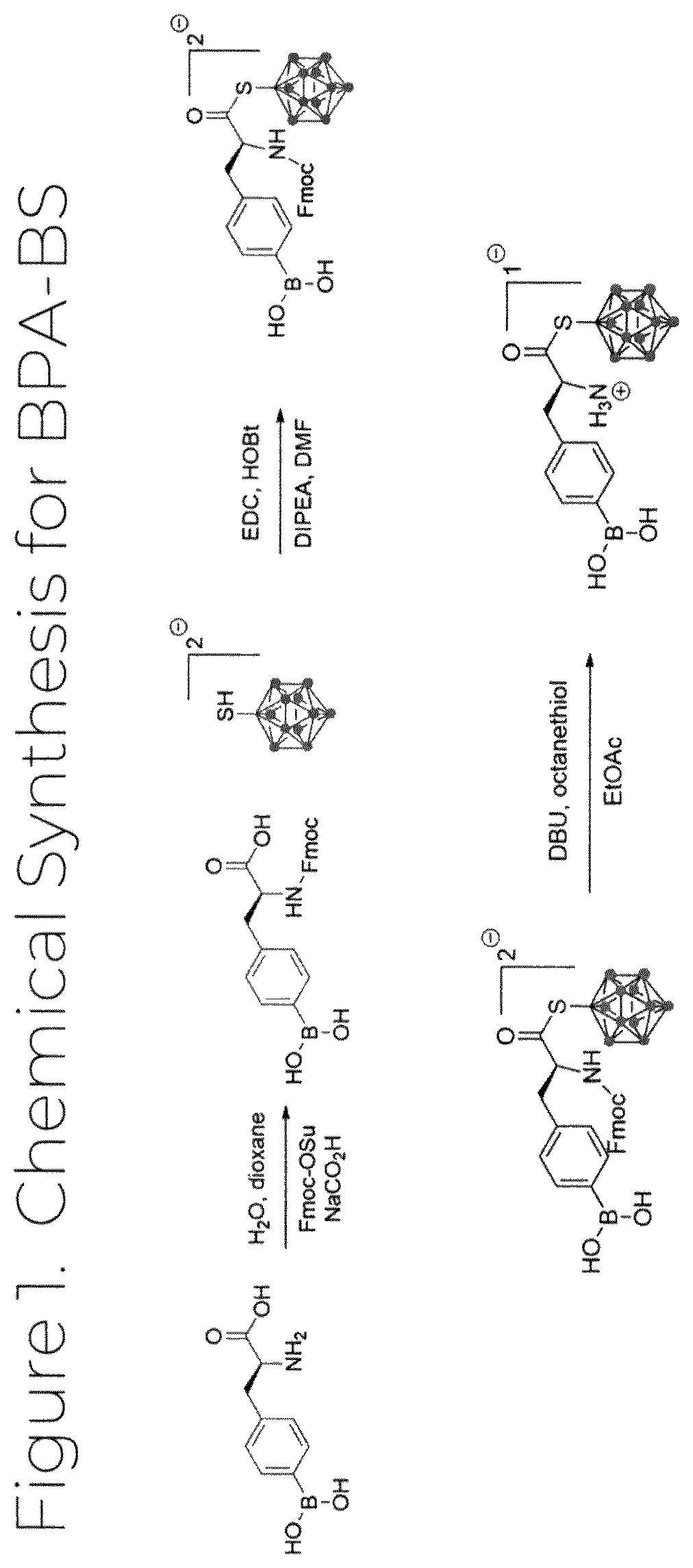 Patent US12139503 — Borylated amino acid compositions for use in boron neutron capture therapy and methods thereof — Figure 1