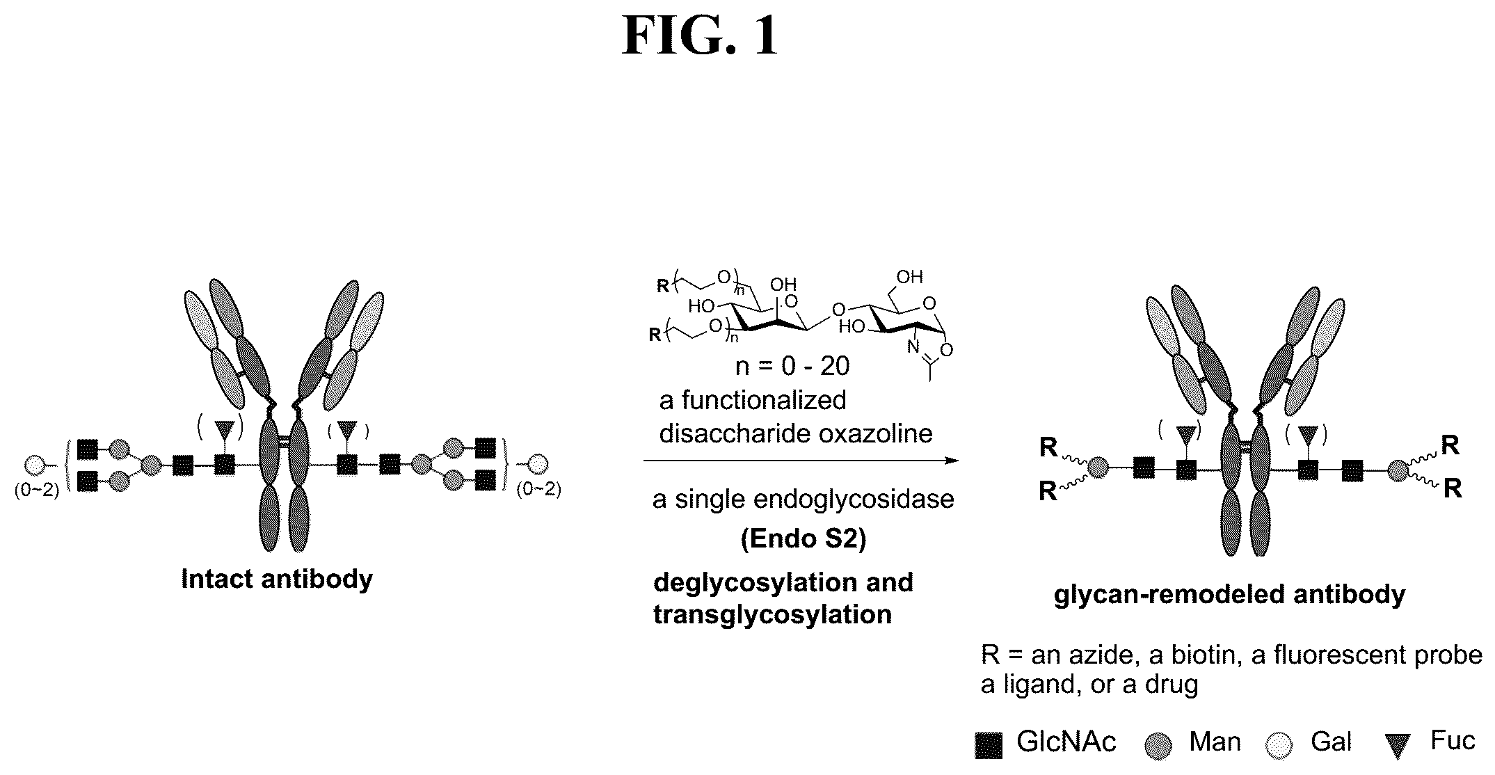 Patent US12139509 — Fc glycan remodeling platform method for site-specific antibody conjugation and applications thereof — Figure 1