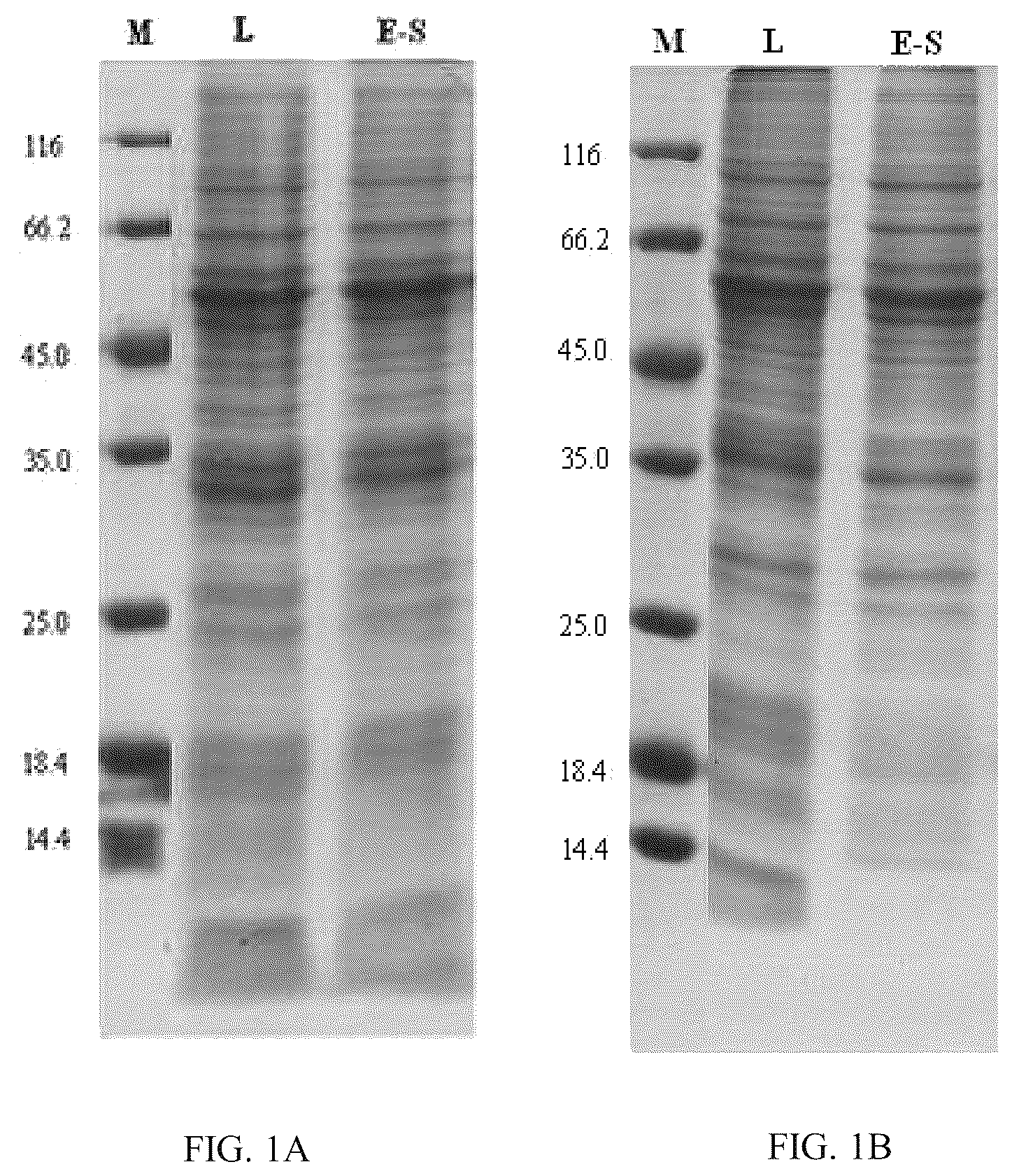 Patent US12139514 — Chimeric papilloma virus L1 protein — Figure 1