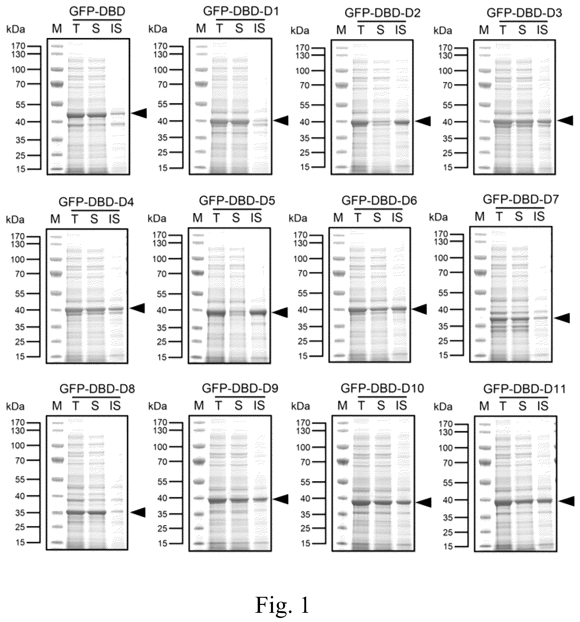 Patent US12139515 — Dextran affinity tag and use thereof — Figure 1