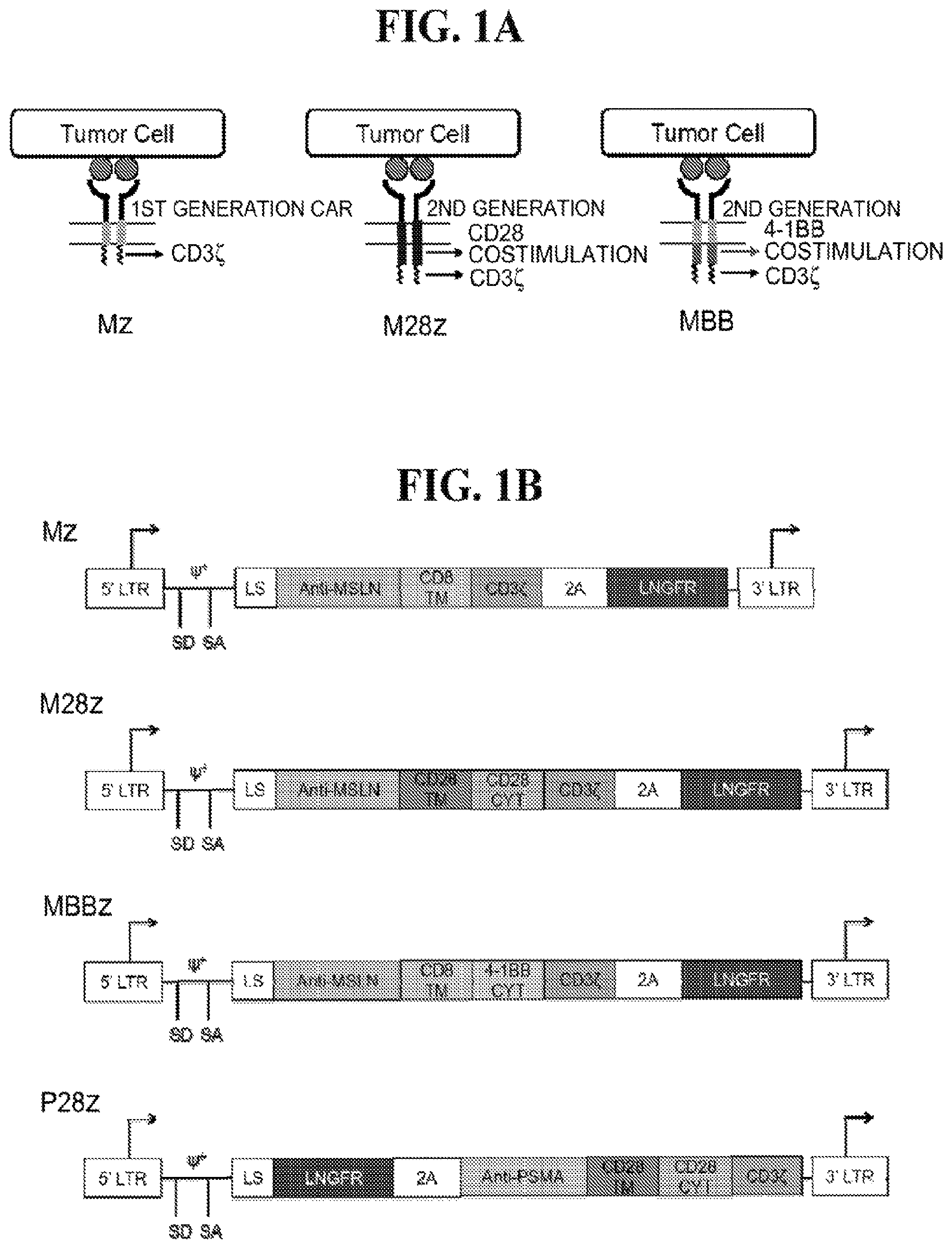Patent US12139524 — Immune cell compositions and methods of use — Figure 1