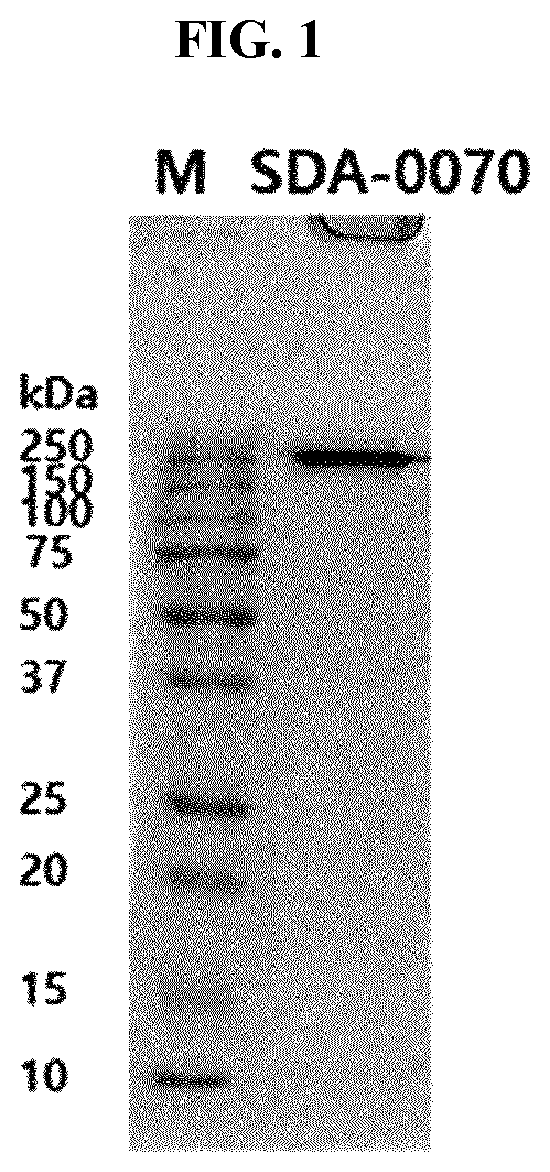 Patent US12139530 — Bispecific antibody specifically binding to IL-17A and TNF-α — Figure 1