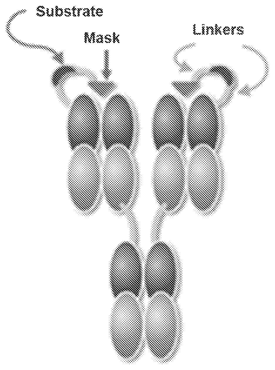 Patent US12139543 — Method of using an anti-epidermal growth factor receptor (EGFR) activatable antibody to detect the presence or absence of a cleaving agent and EGFR — Figure 1