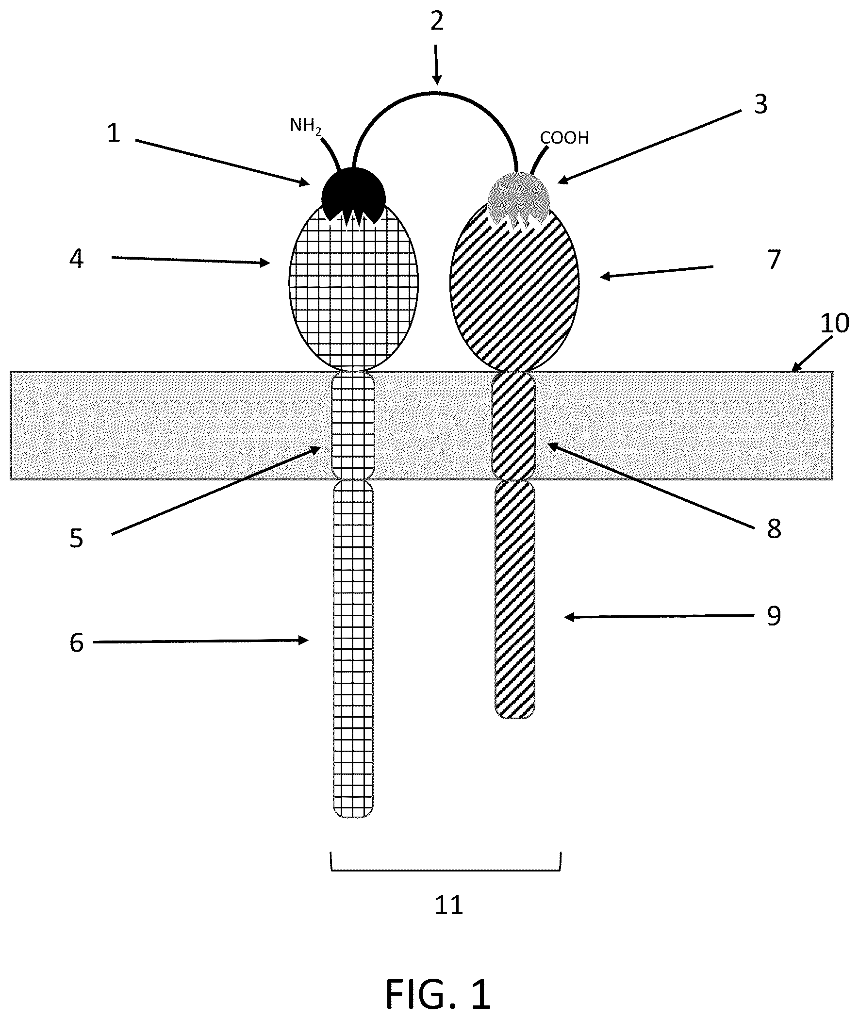 Patent US12139545 — IL10 receptor binding molecules and methods of use — Figure 1