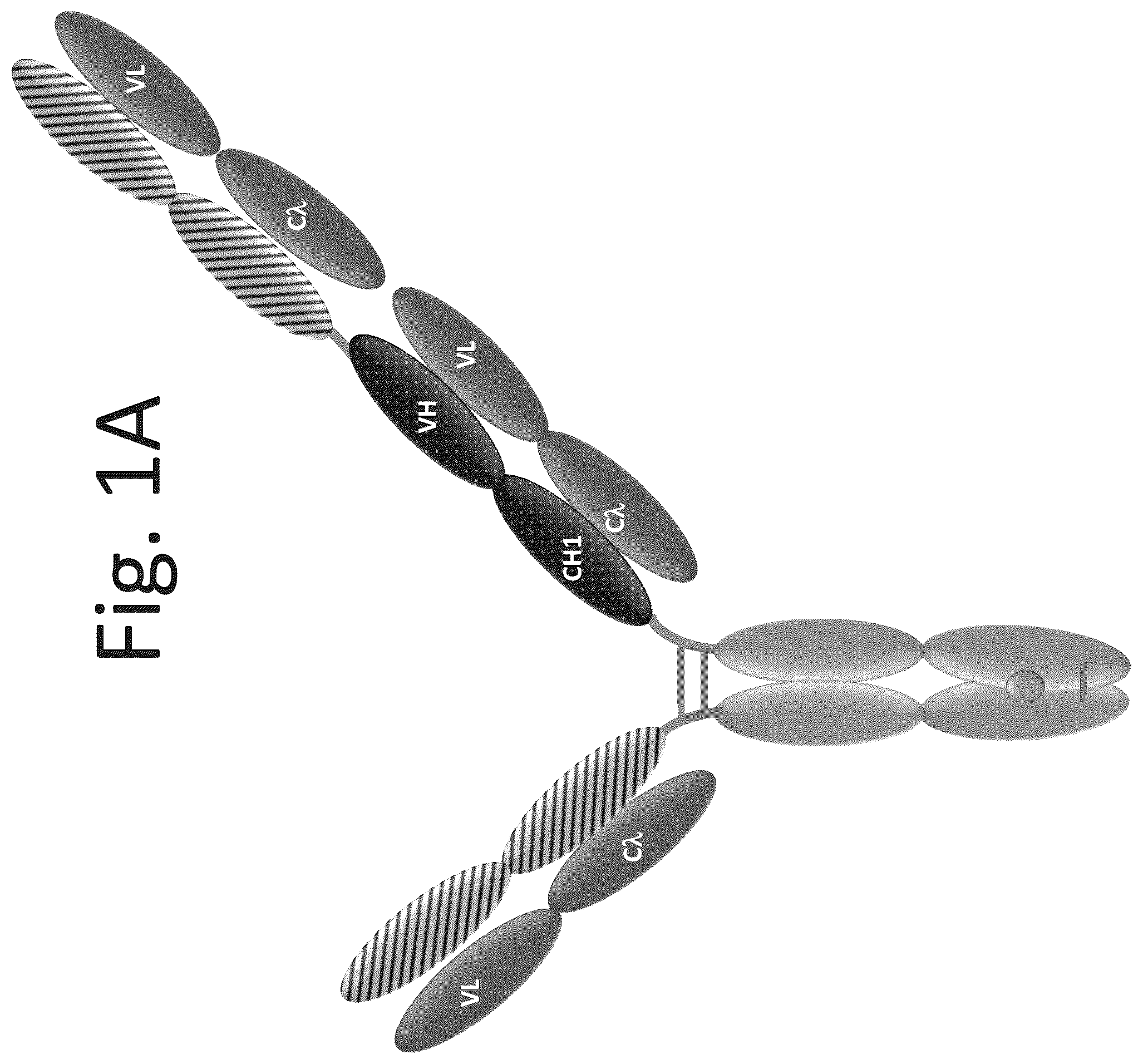Patent US12139553 Figure 1 – T cell activating bispecific antigen binding molecules