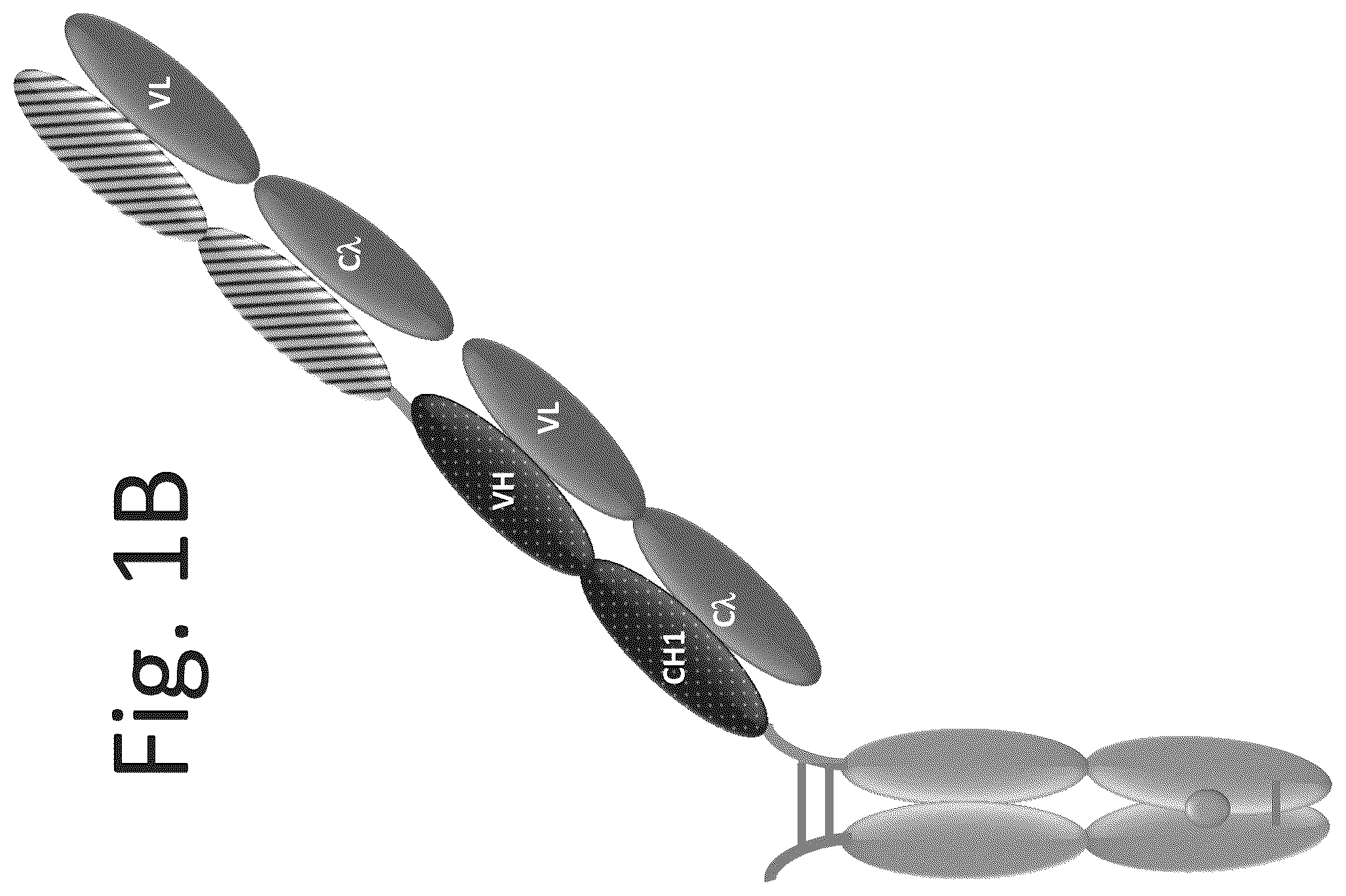 Patent US12139553 Figure 2 – T cell activating bispecific antigen binding molecules