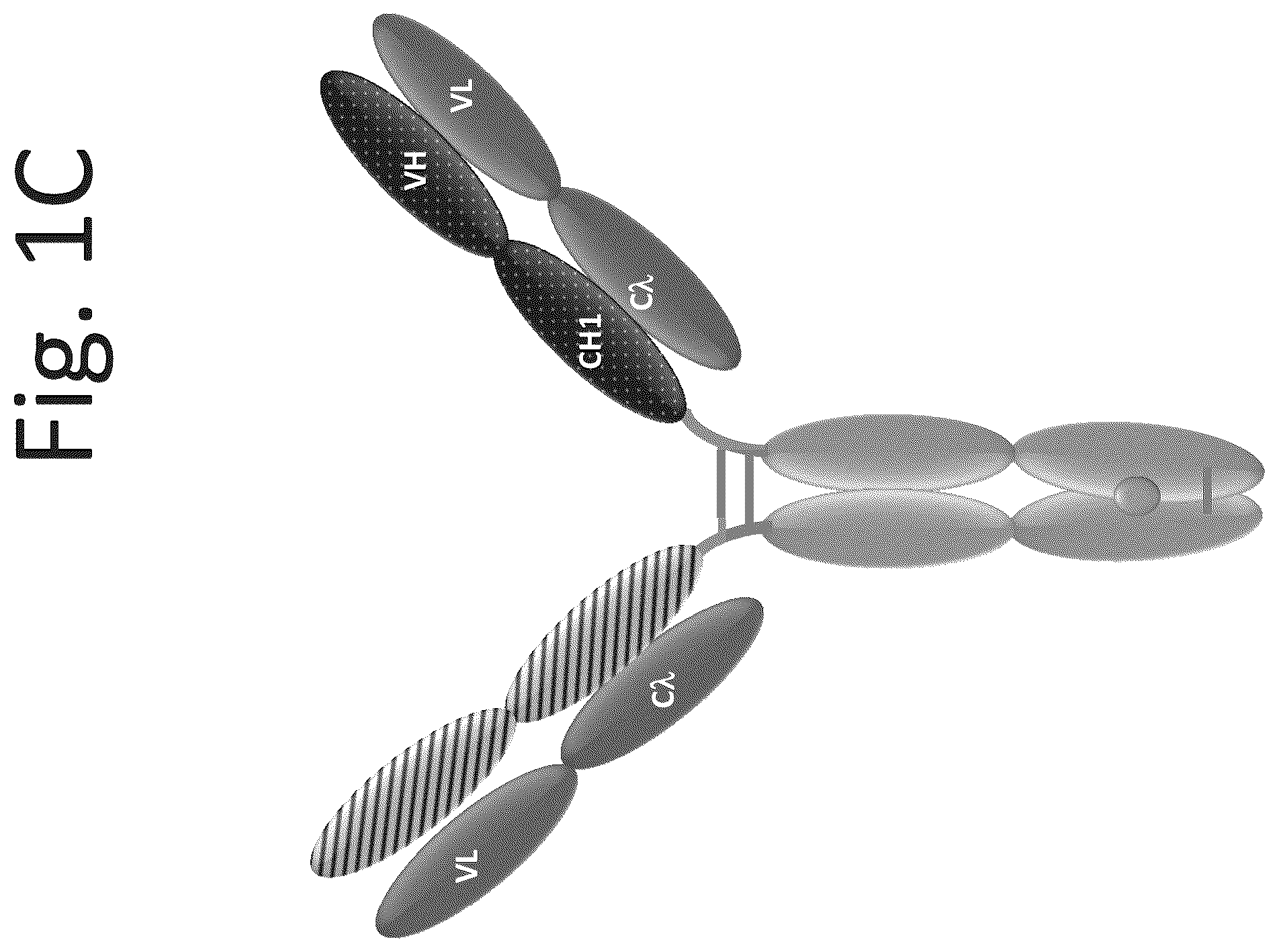 Patent US12139553 Figure 3 – T cell activating bispecific antigen binding molecules