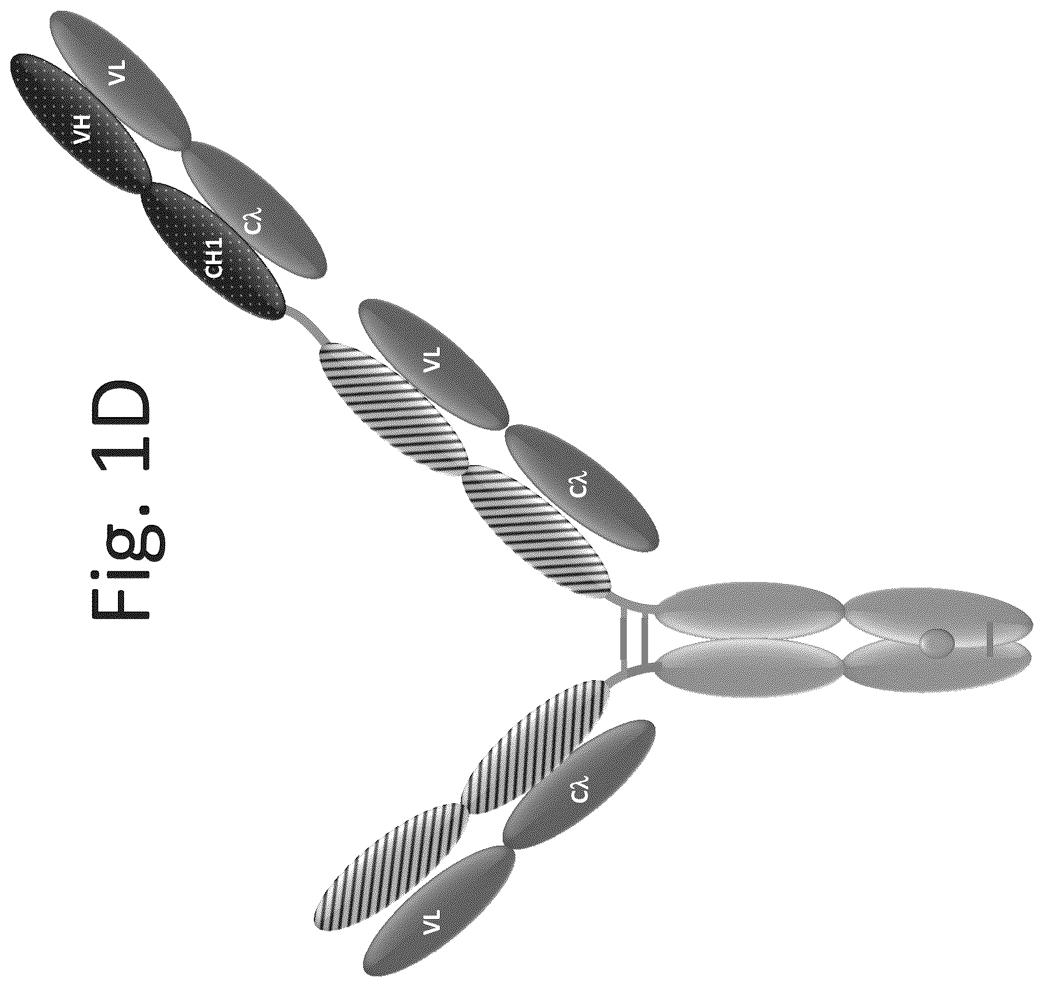 Patent US12139553 Figure 4 – T cell activating bispecific antigen binding molecules