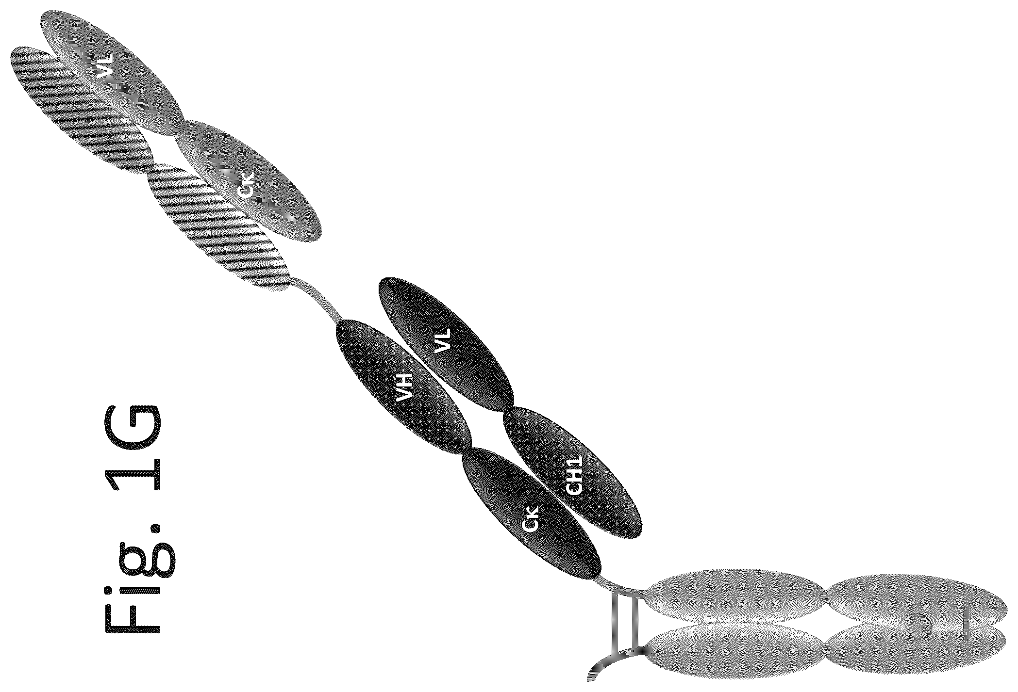 Patent US12139553 Figure 7 – T cell activating bispecific antigen binding molecules