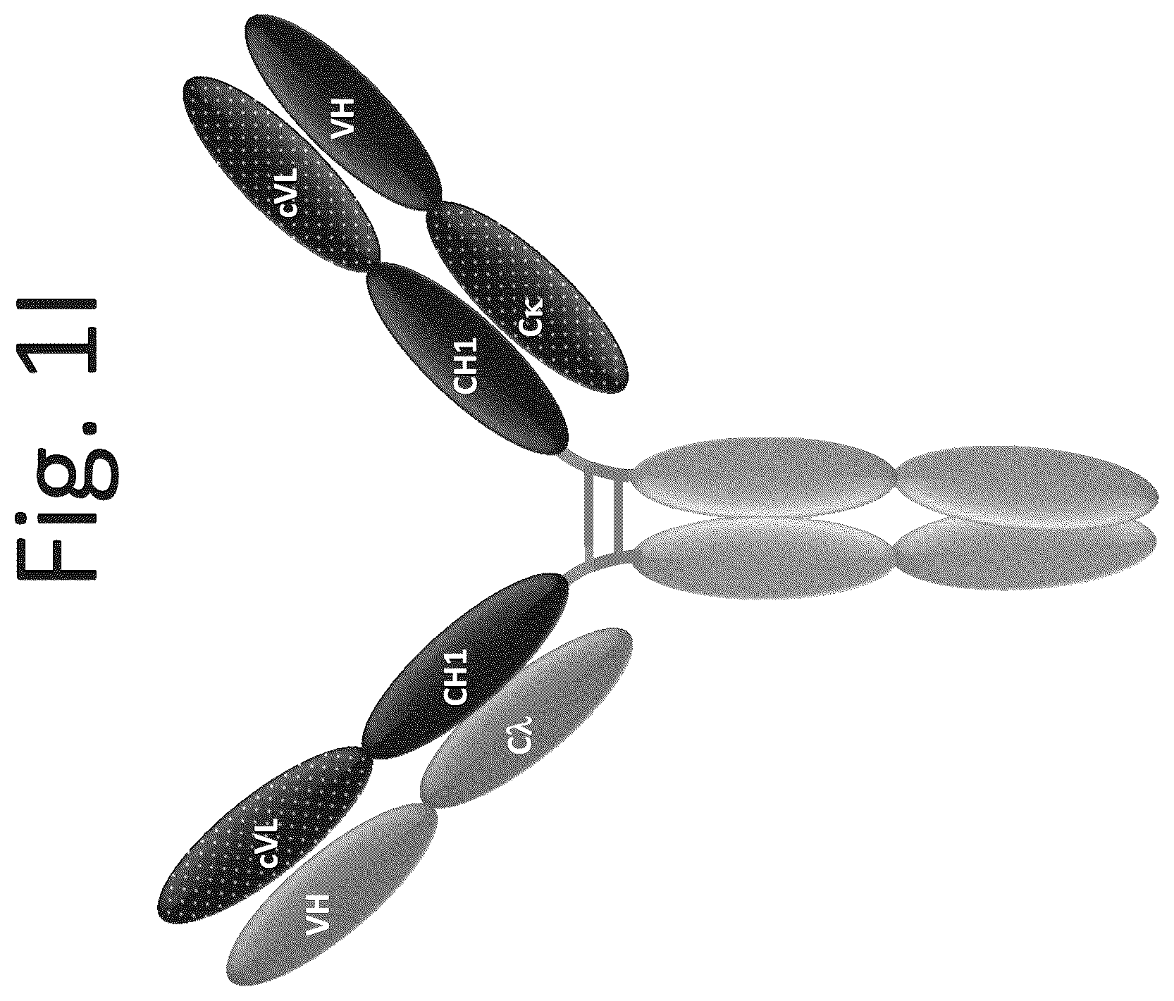 Patent US12139553 Figure 9 – T cell activating bispecific antigen binding molecules