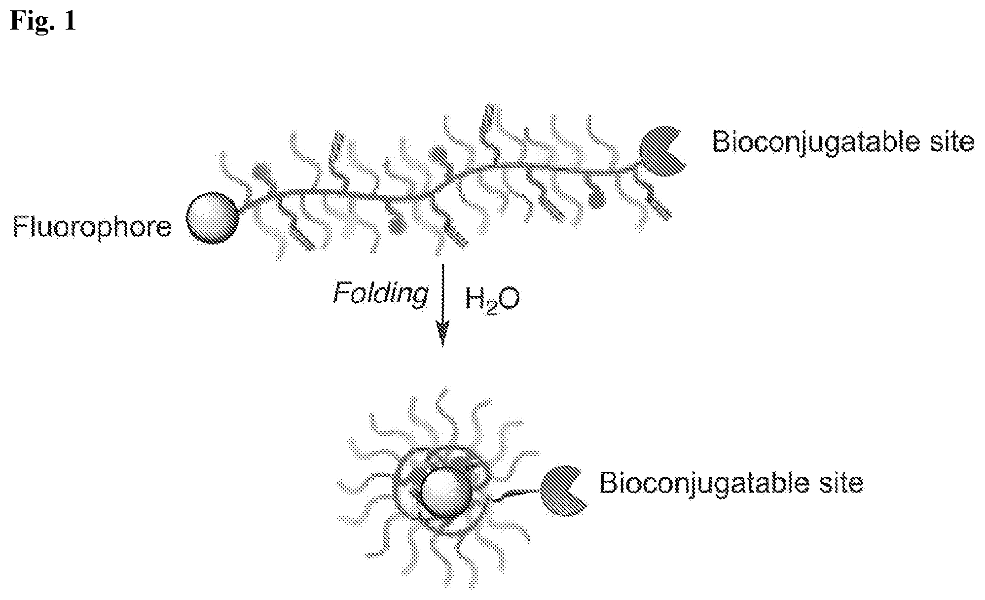 Patent US12139617 — Polymeric fluorophores, compositions comprising the same, and methods of preparing and using the same — Figure 1