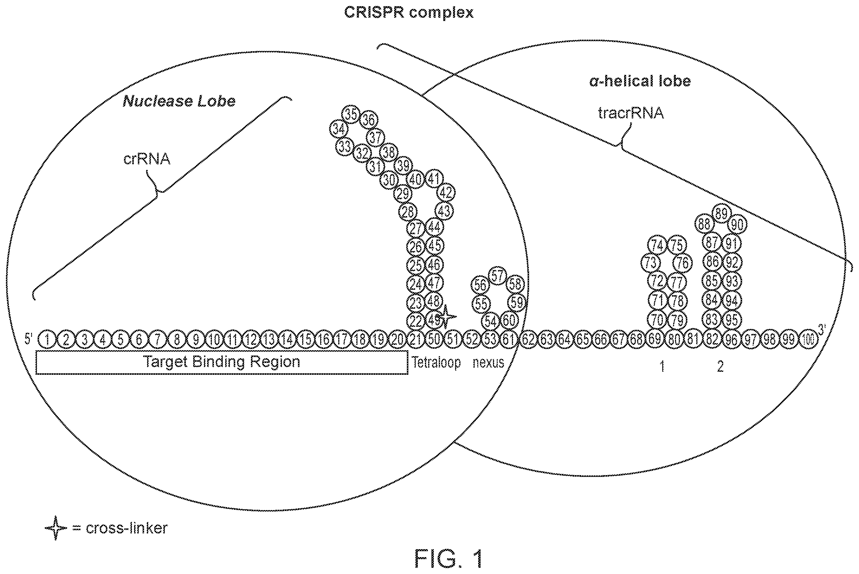Patent US12139707 — Stabilized CRISPR complexes — Figure 1