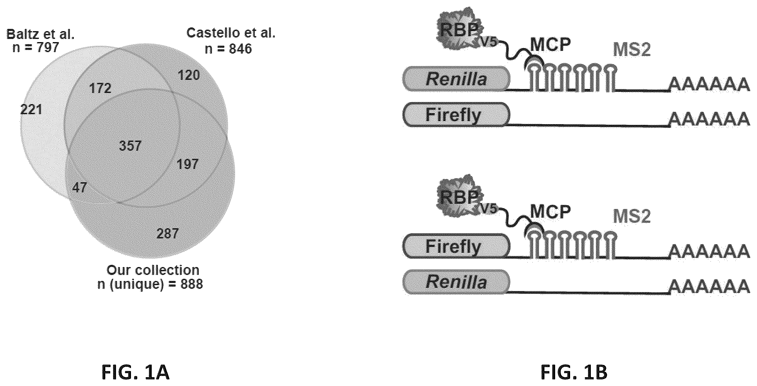 Patent US12139710 — Methods of modulating RNA translation — Figure 1