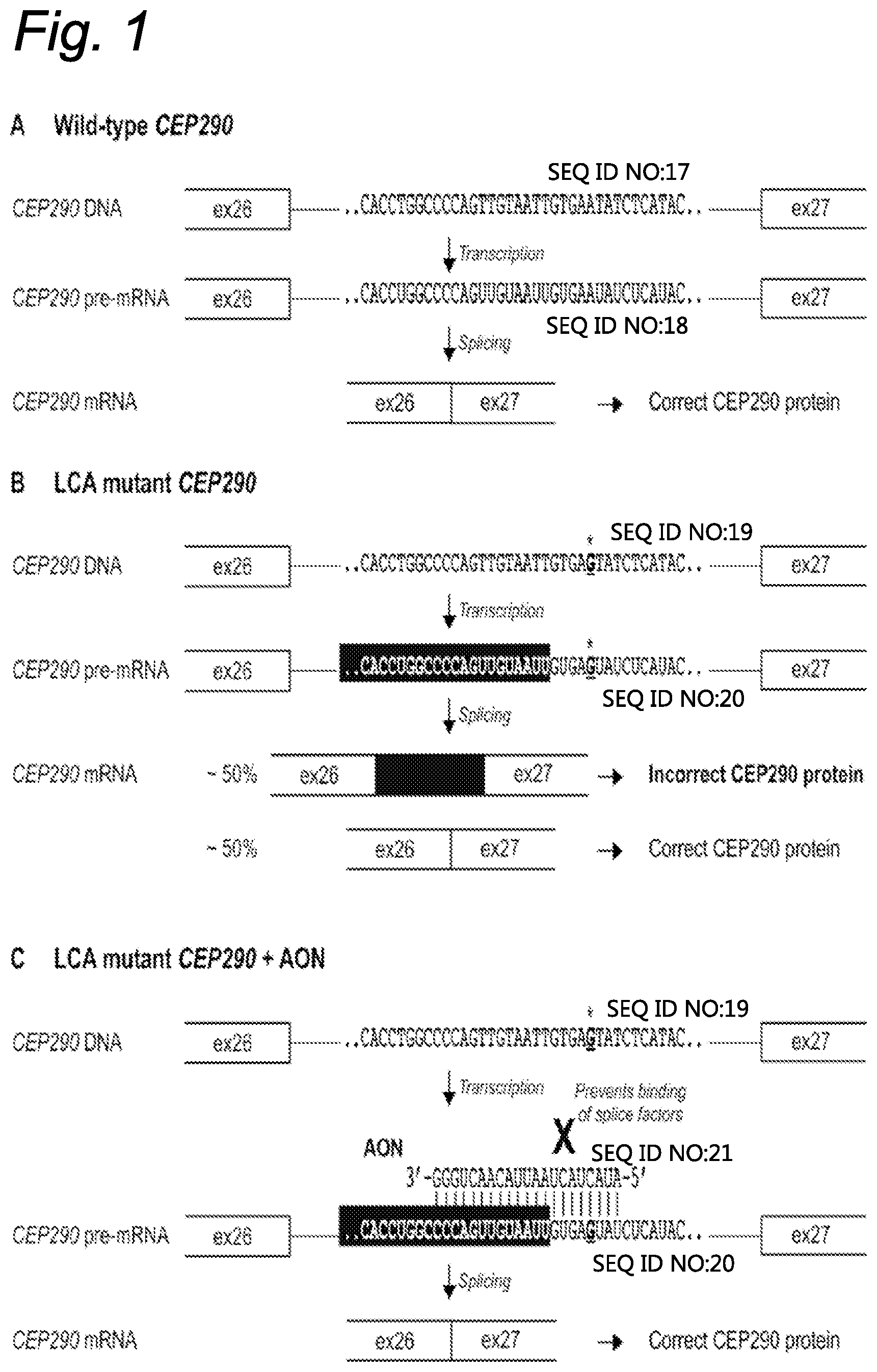 Patent US12139711 — Antisense oligonucleotides for the treatment of Leber congenital amaurosis — Figure 1