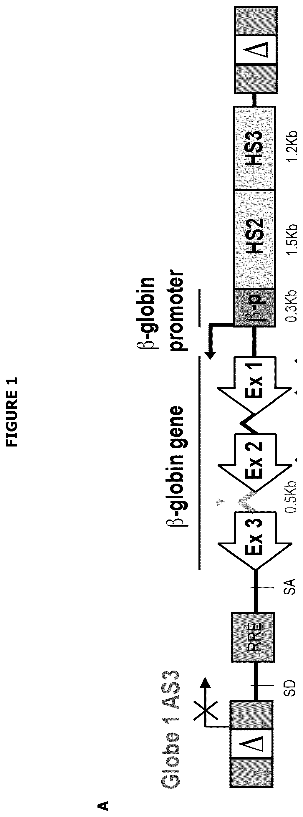 Patent US12139720 — Recombinant lentiviral vector for stem cell- based gene therapy of sickle cell disorder — Figure 1