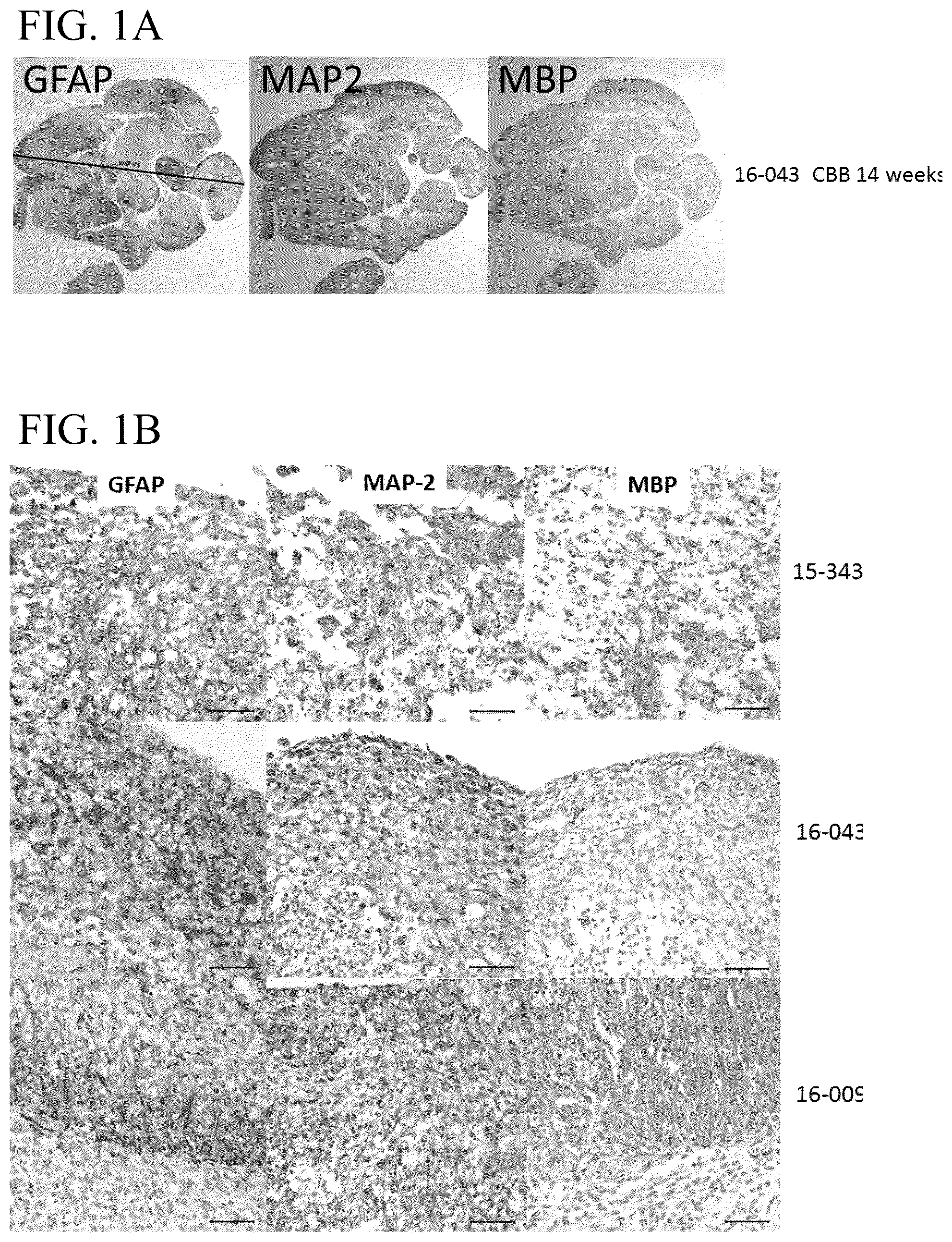Patent US12139722 — Methods for generating and using organoids and tissue therein — Figure 1