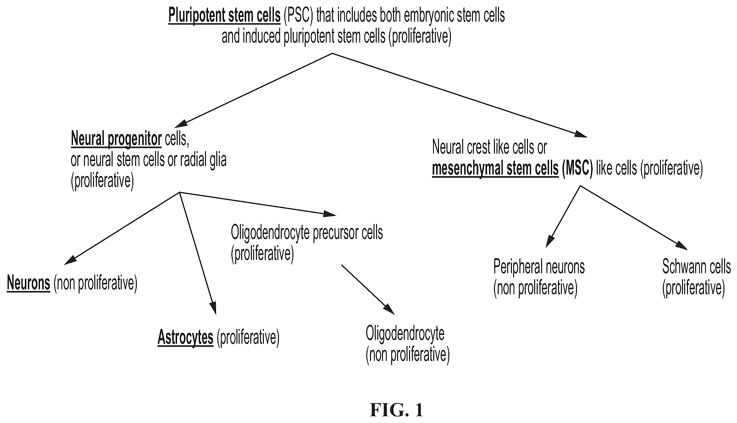 Patent US12139723 Figure 1 – Neural cell extracellular vesicles