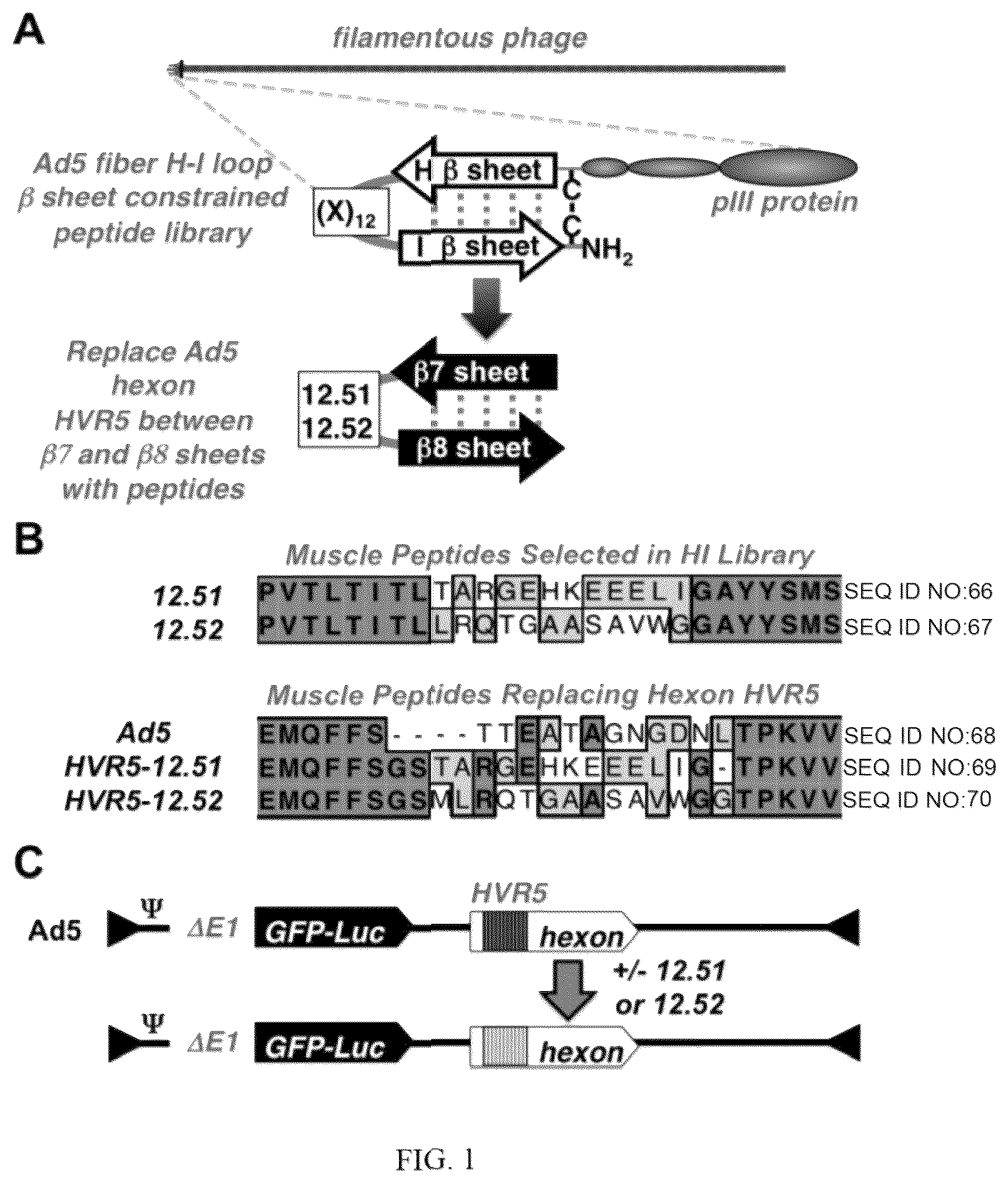 Patent US12139726 — Adenoviruses and methods for using adenoviruses — Figure 1