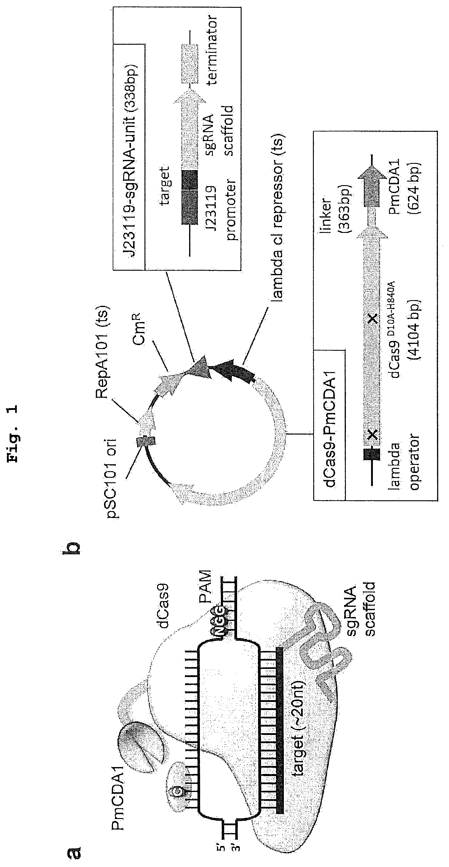 Patent US12139730 — Complex for genome editing having stability and few side-effects, and nucleic acid coding same — Figure 1