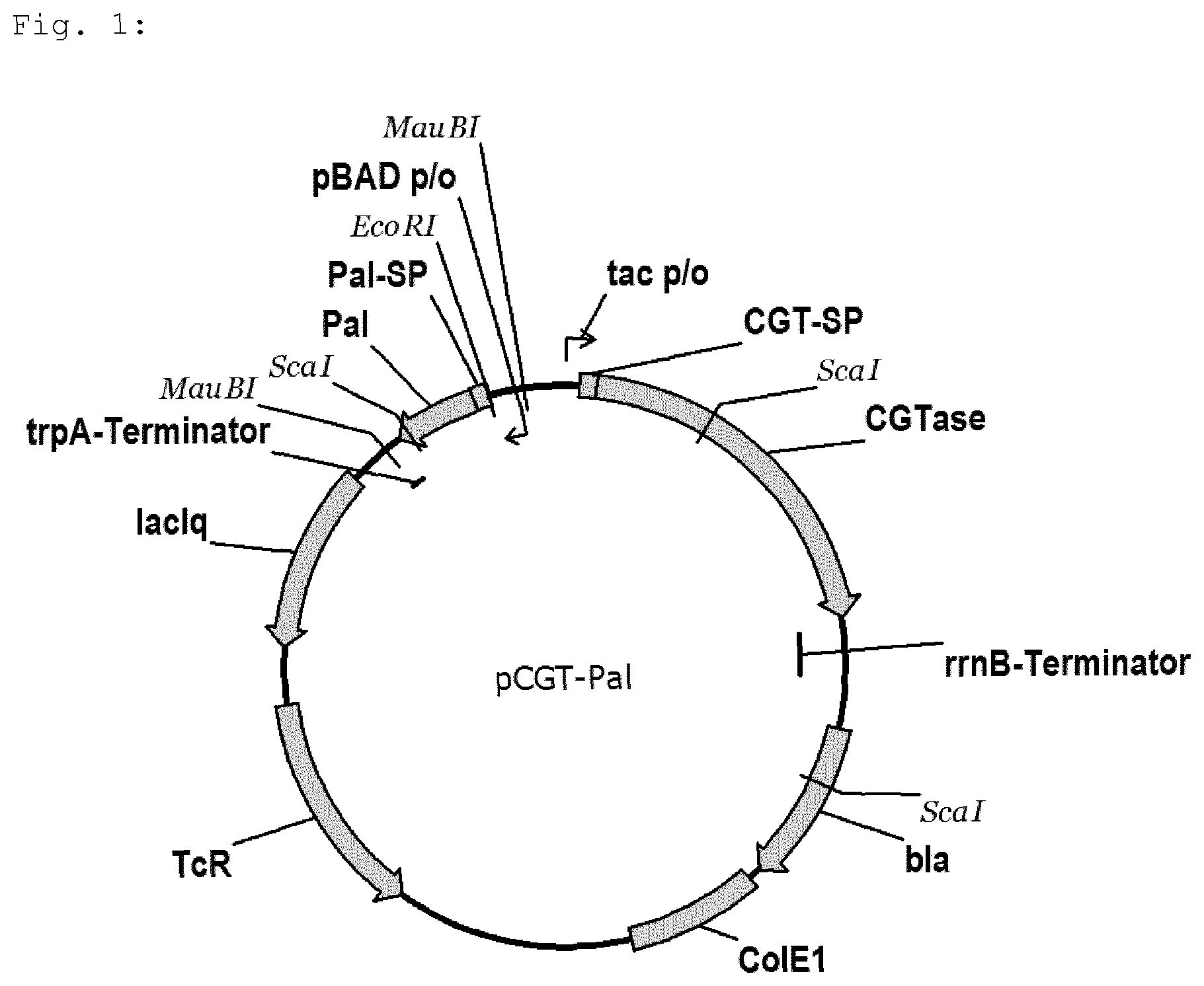 Patent US12139736 — Bacterial strain for releasing a recombinant protein in a fermentation method — Figure 1