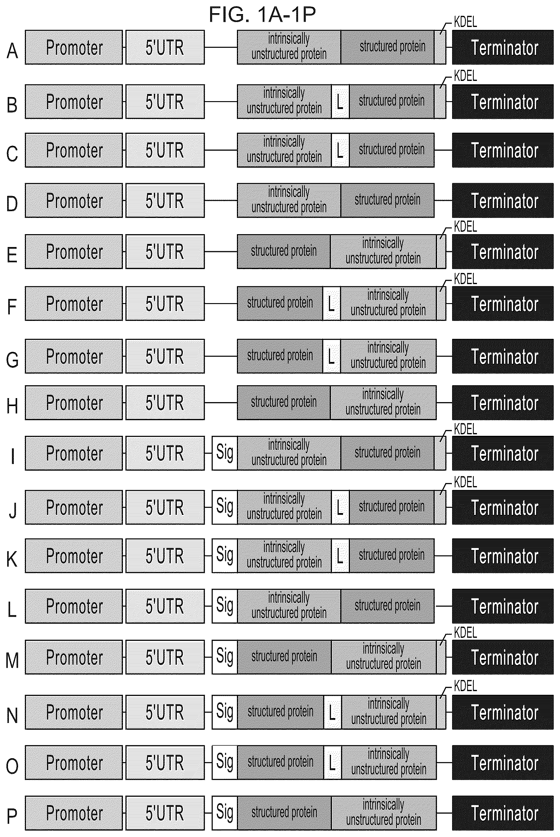 Patent US12139737 Figure 1 – Host cells comprising a recombinant casein protein and a recombinant kinase protein