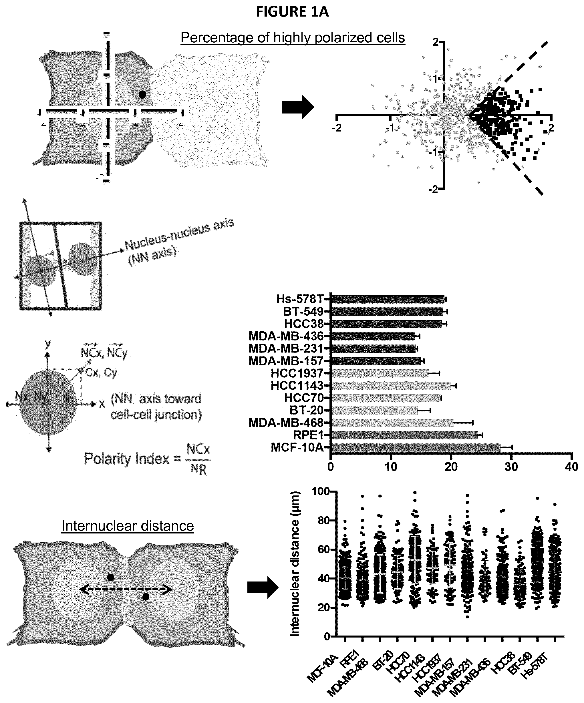 Patent US12139740 — Method for determining the invasive potential of a tumor cell — Figure 1