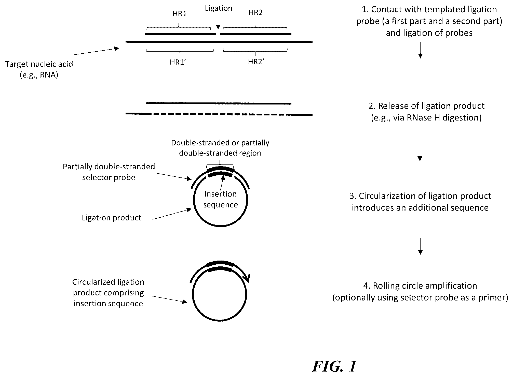 Patent US12139751 — Circularizable probes for in situ analysis — Figure 1