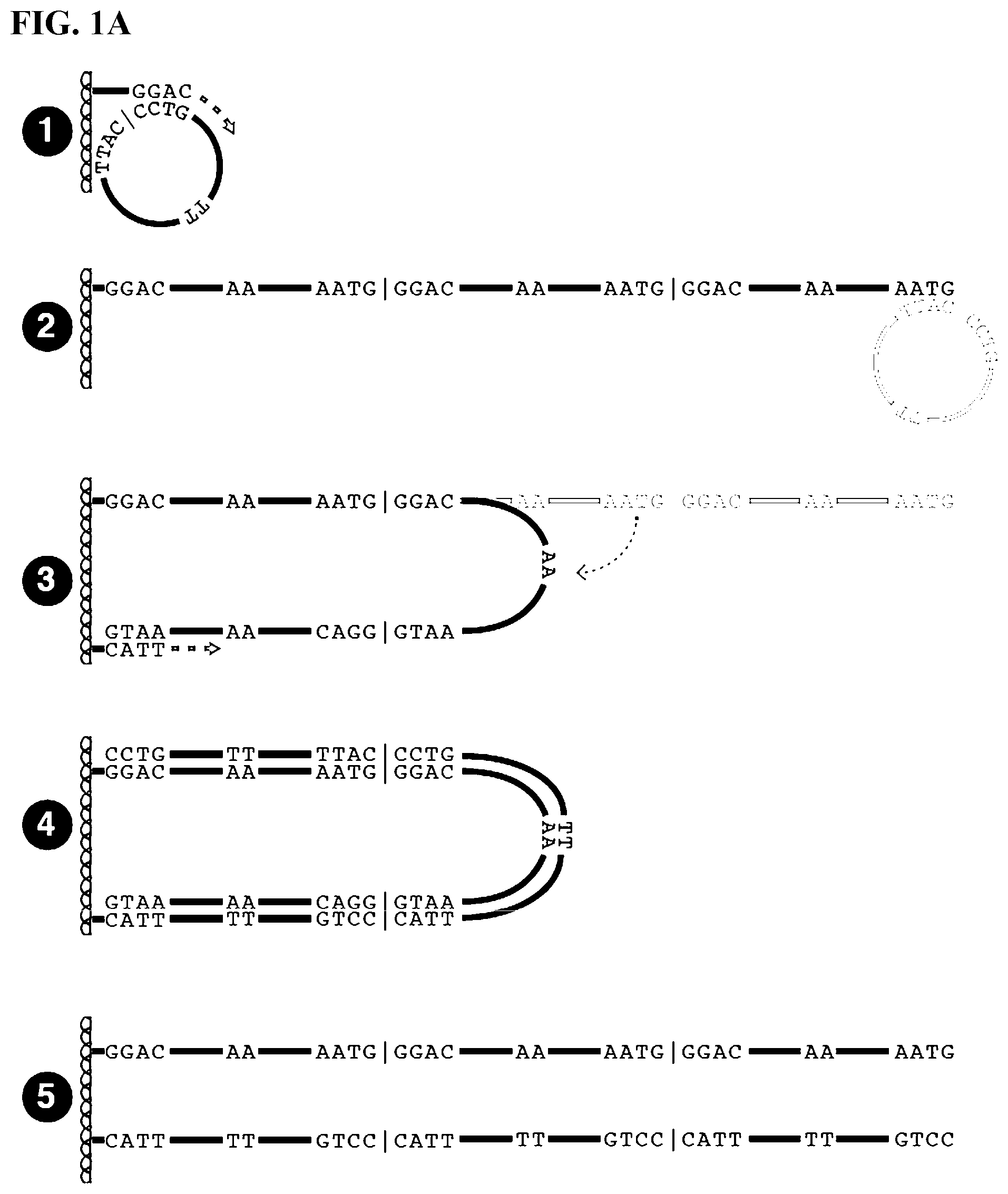 Patent US12139759 — Methods of sequencing circular template polynucleotides — Figure 1