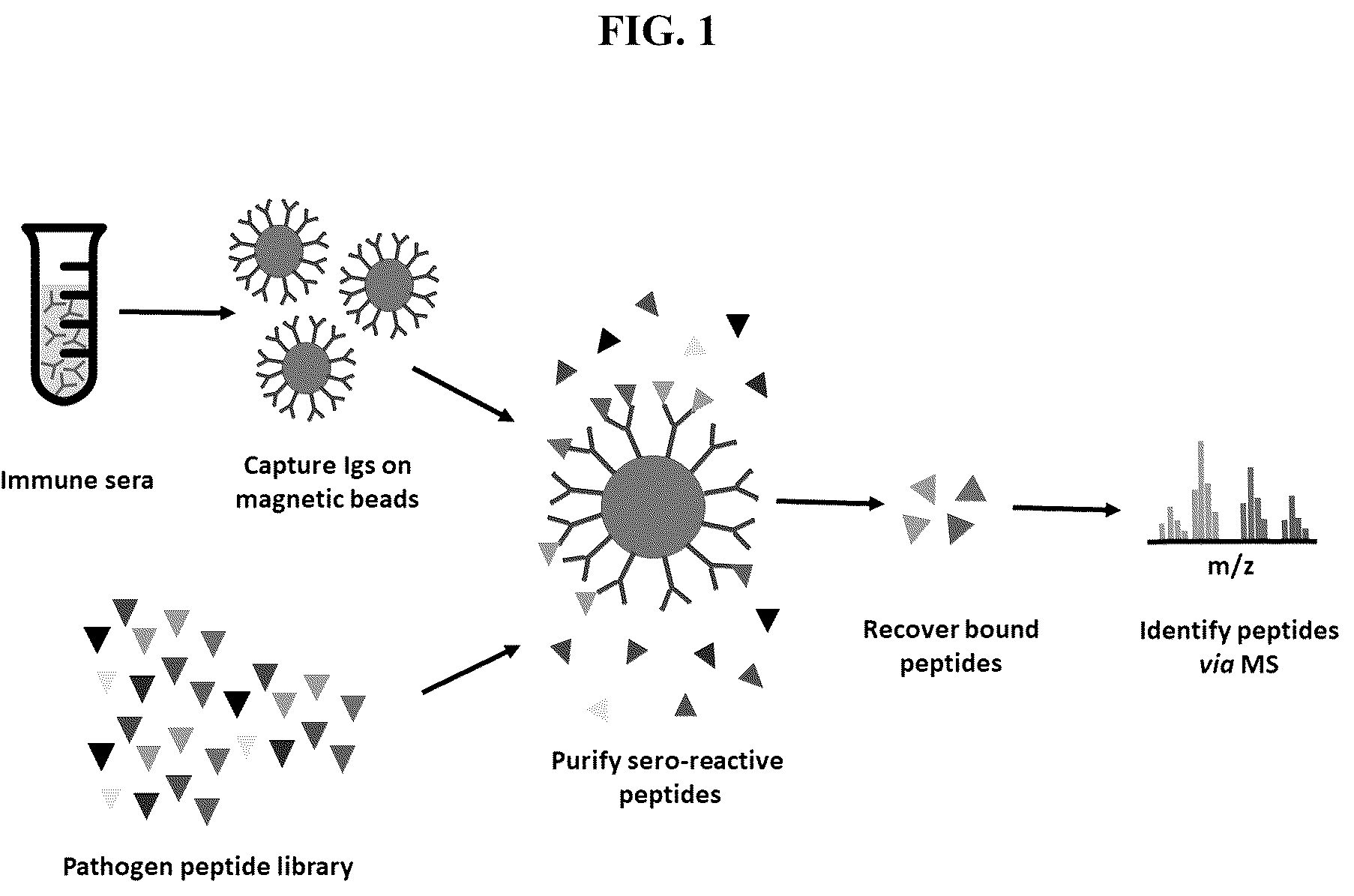 Patent US12139815 — Methods for rapid detection of immunogenic epitopes in biothreat agents and emerging pathogens for peptide vaccines and therapeutics — Figure 1