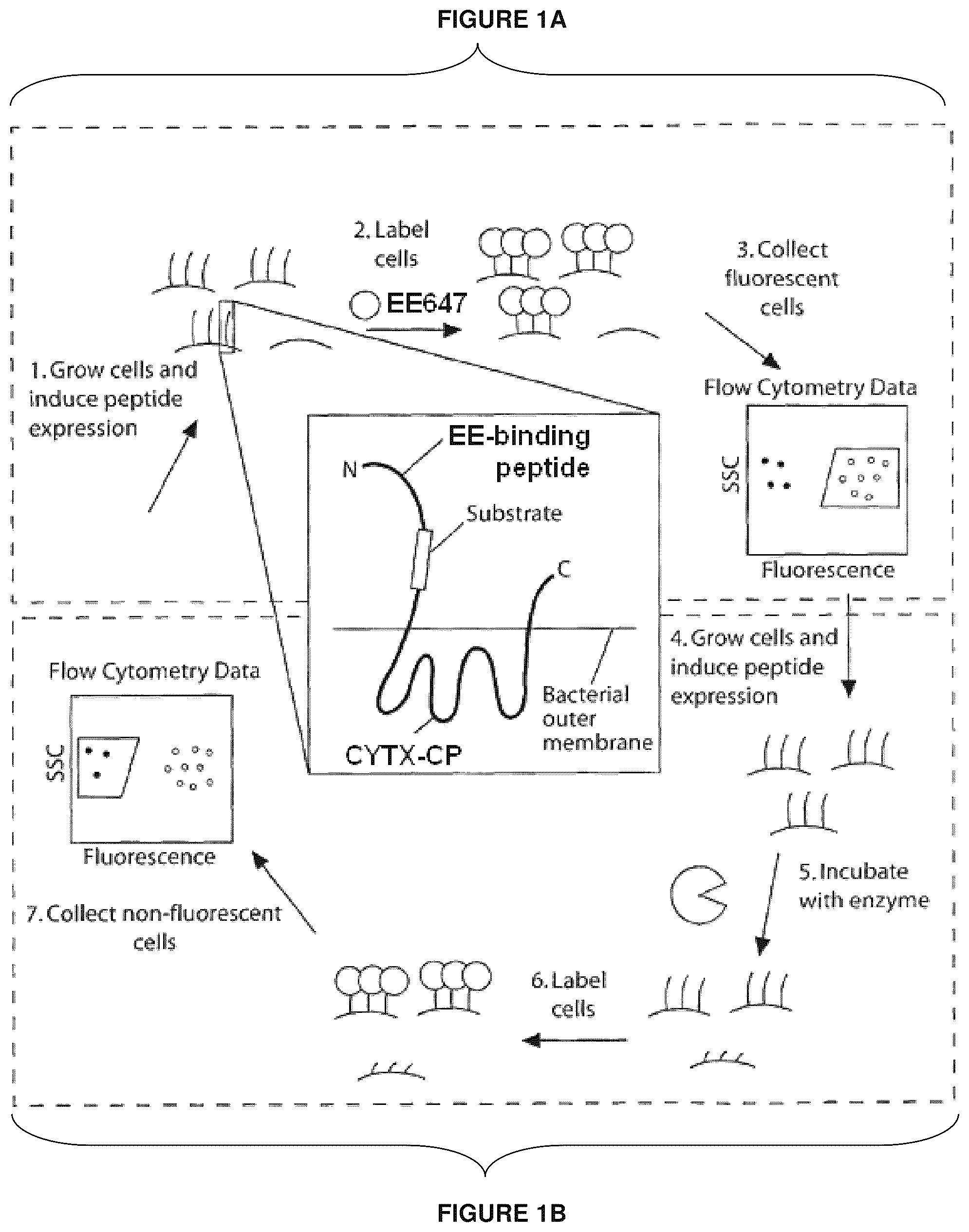 Patent US12139816 — Protease-resistant systems for polypeptide display and methods of making and using thereof — Figure 1