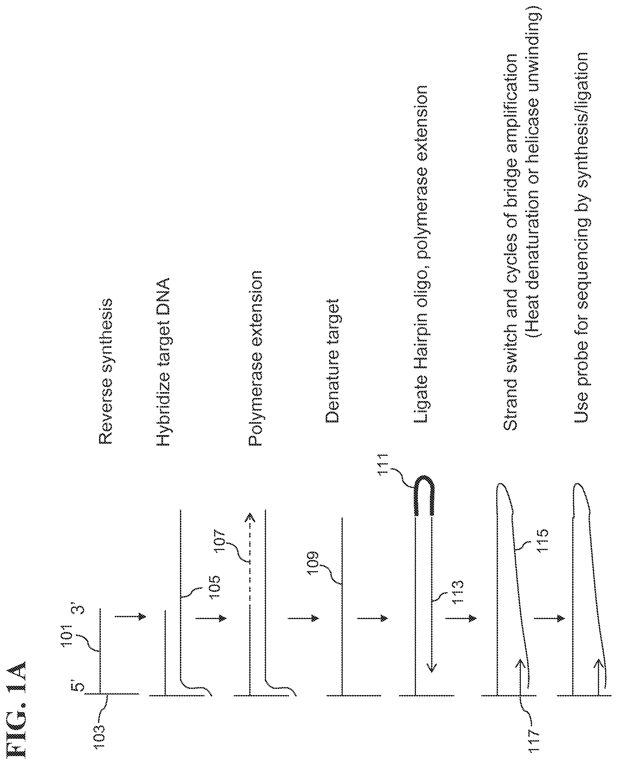 Patent US12139817 Figure 1 – Locus specific amplification using array probes