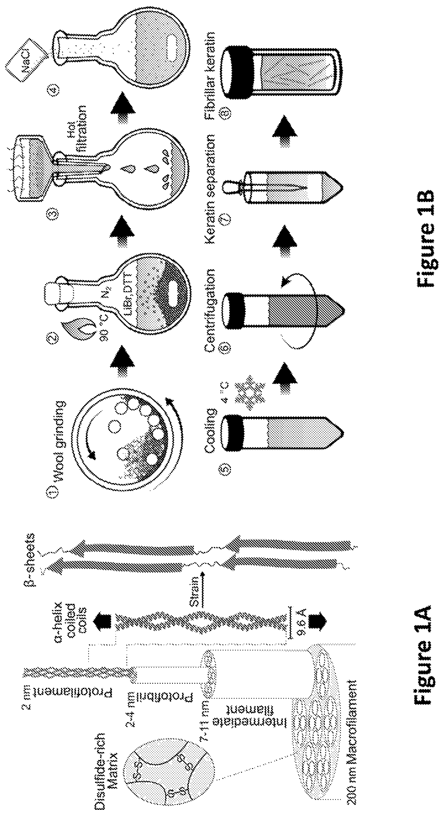 Patent US12139818 Figure 1 – Alpha-keratin solutions comprising alpha-keratin intermediate filaments in liquid crystal phase, methods of preparation, and uses thereof