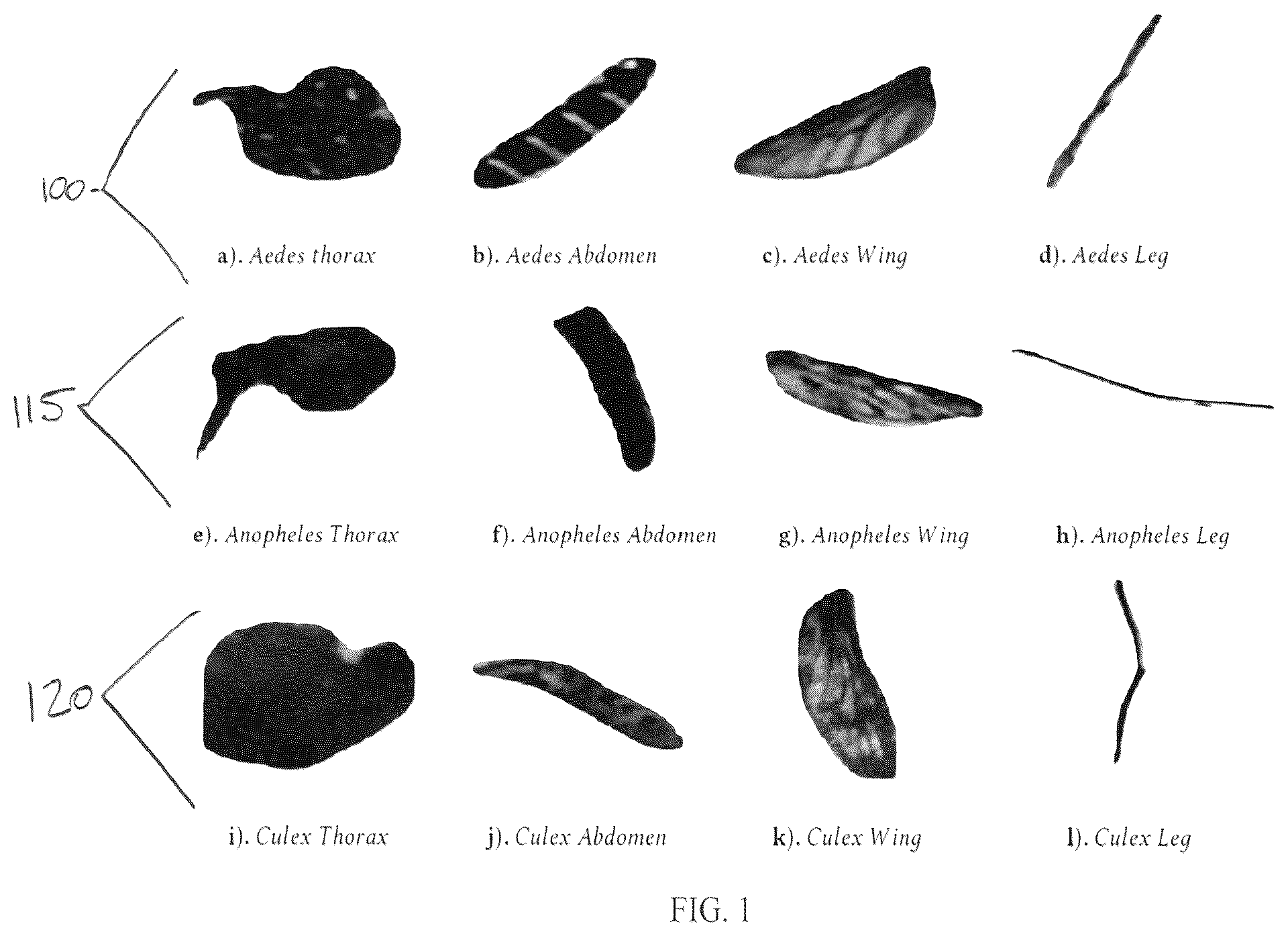 Patent US12147504 — Systems and methods for classifying mosquitoes based on extracted masks of anatomical components from images — Figure 1