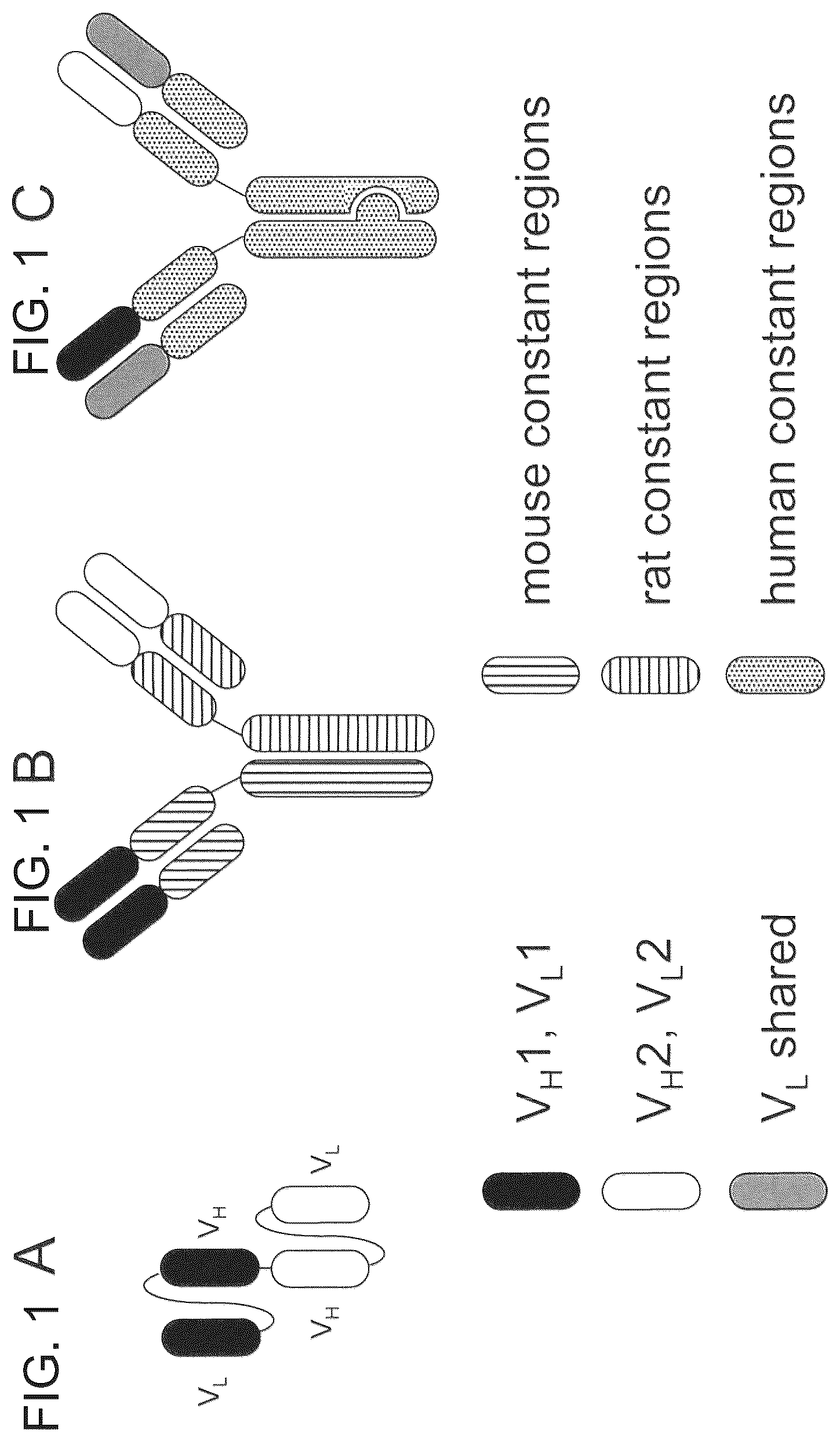 Patent US12157758 Figure 1 – Readily isolated bispecific antibodies with native immunoglobulin format