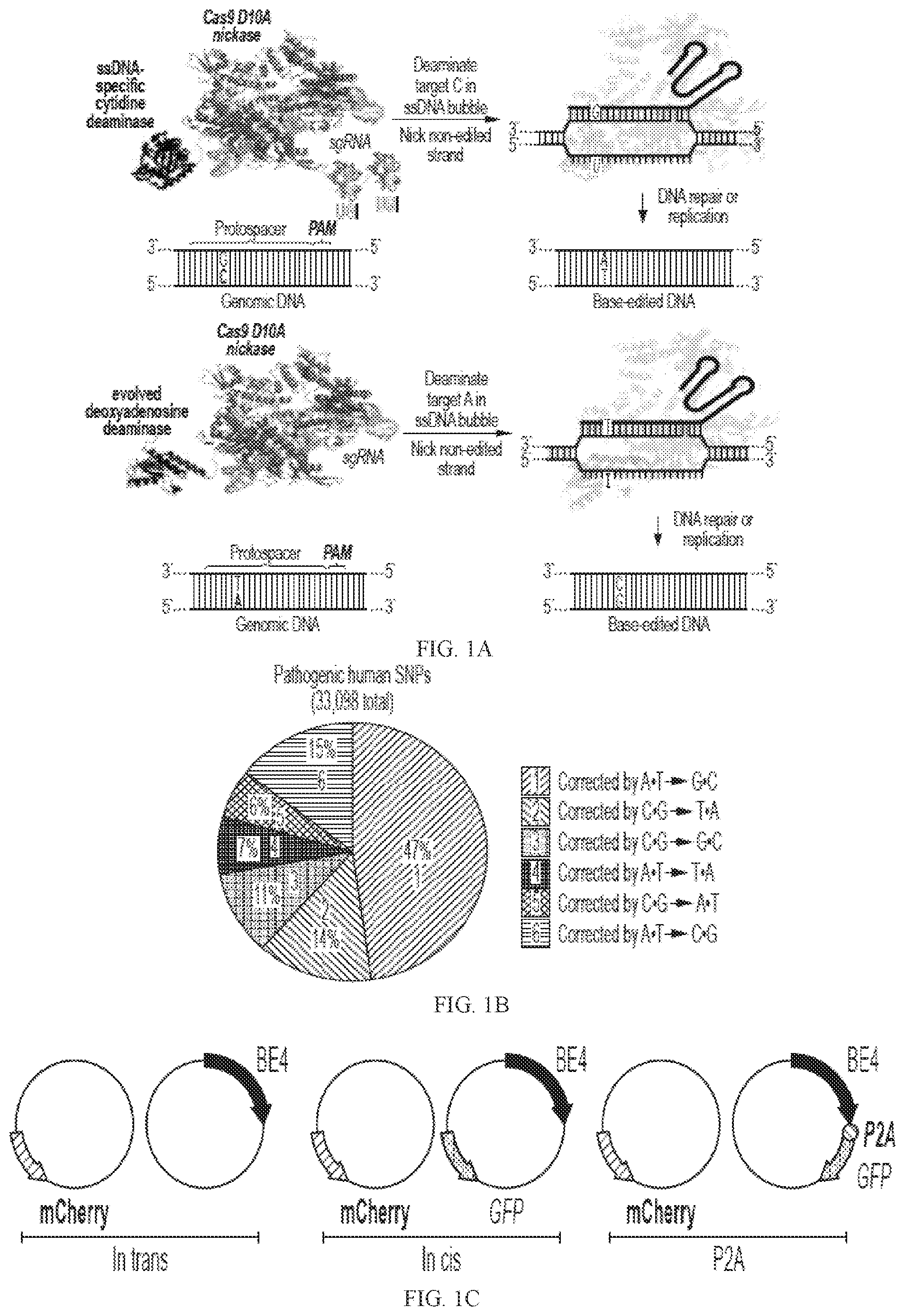 Patent US12157760 — Base editors and uses thereof — Figure 1