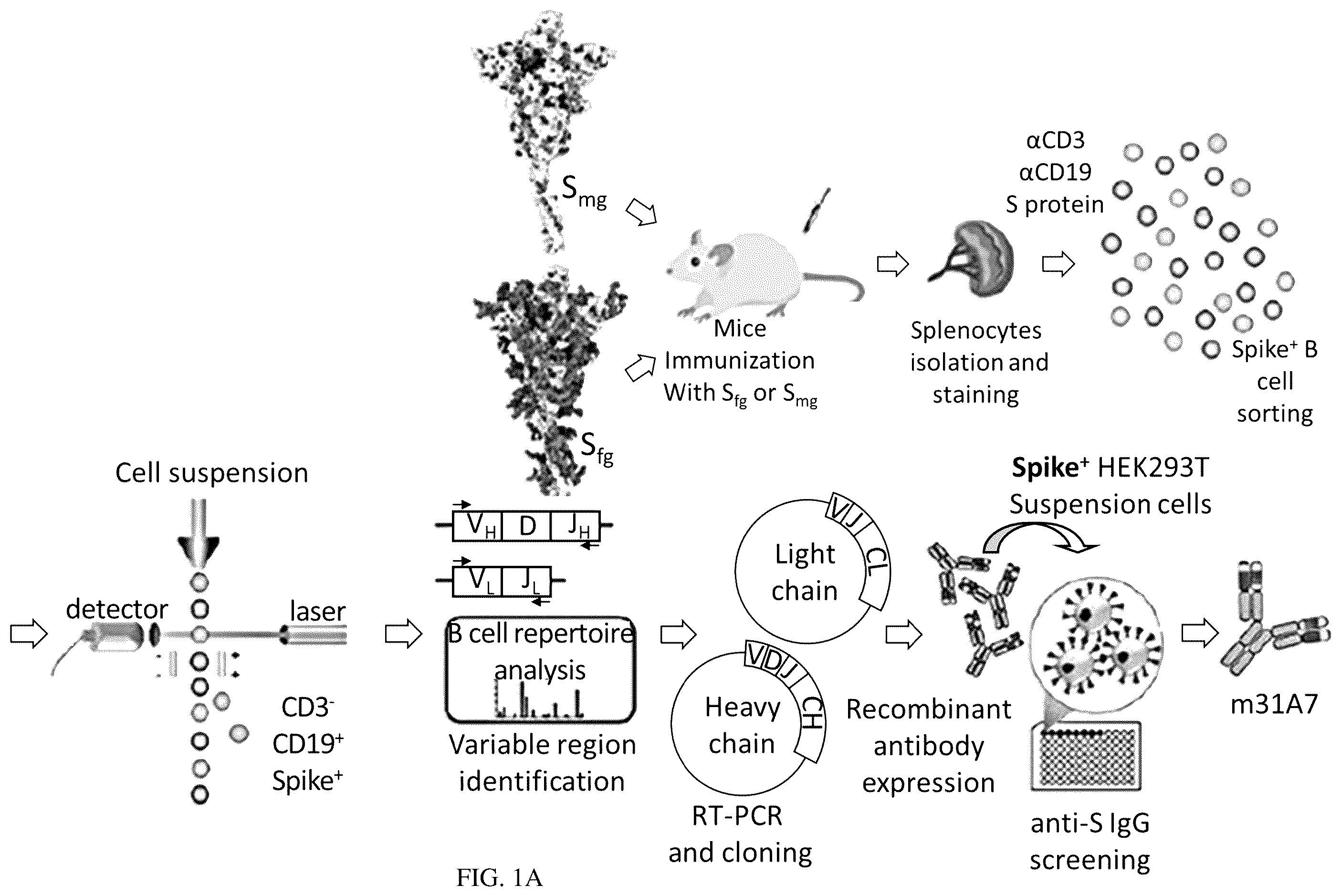 Patent US12157763 — Antibody specific to spike protein of SARS-CoV-2 and uses thereof — Figure 1
